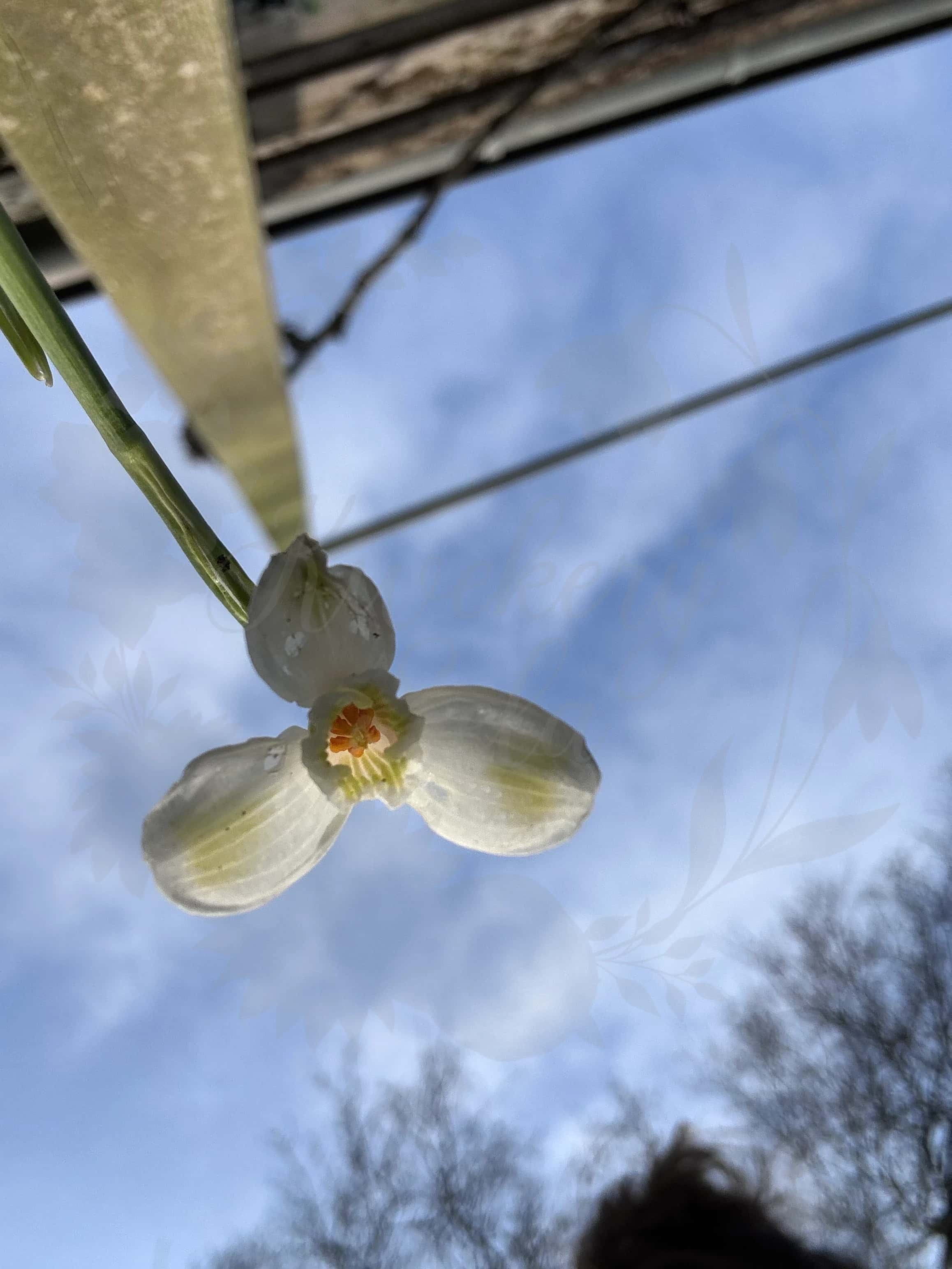Galanthus "Golden Fleece" 4