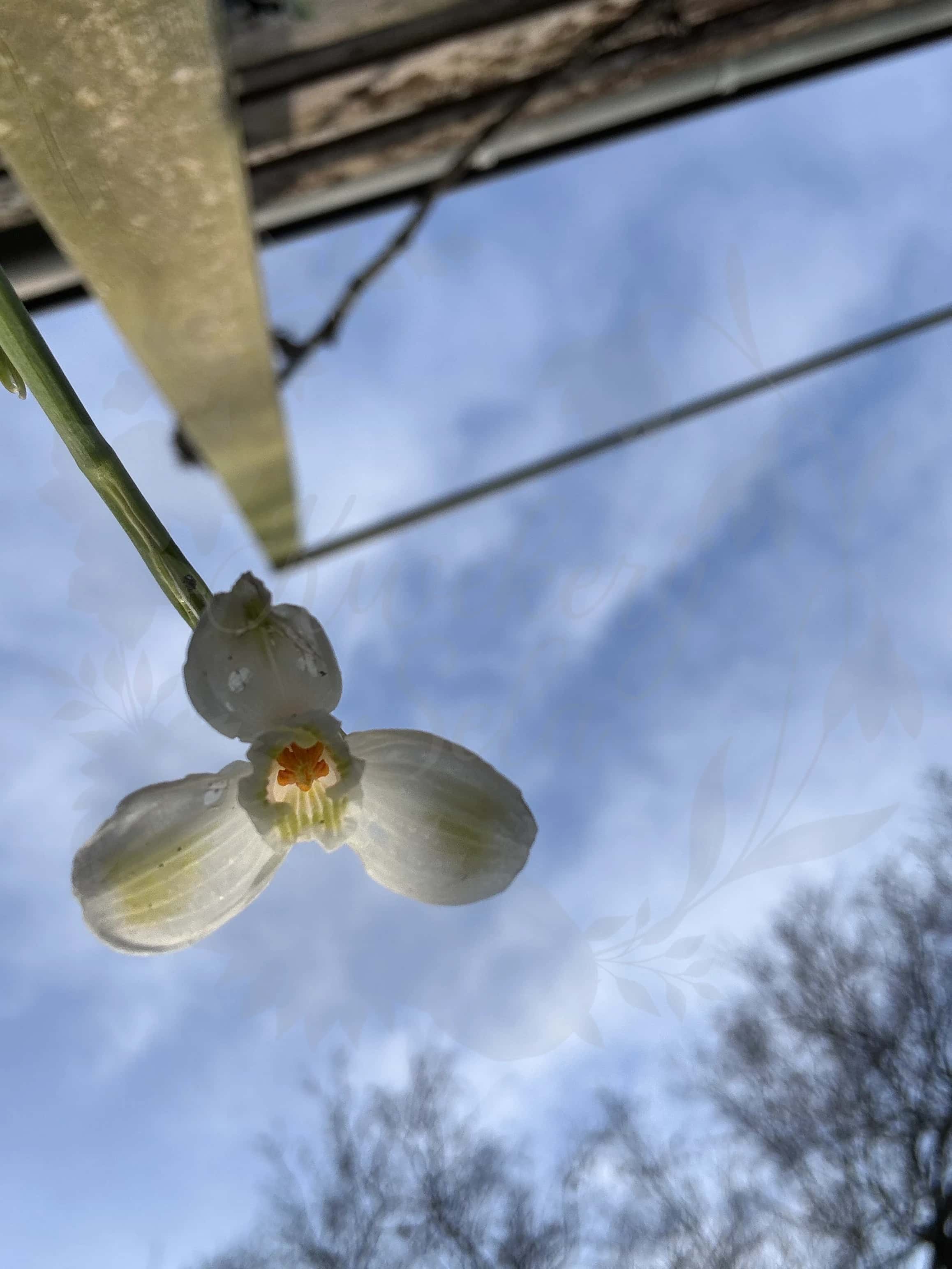 Galanthus "Golden Fleece" 5