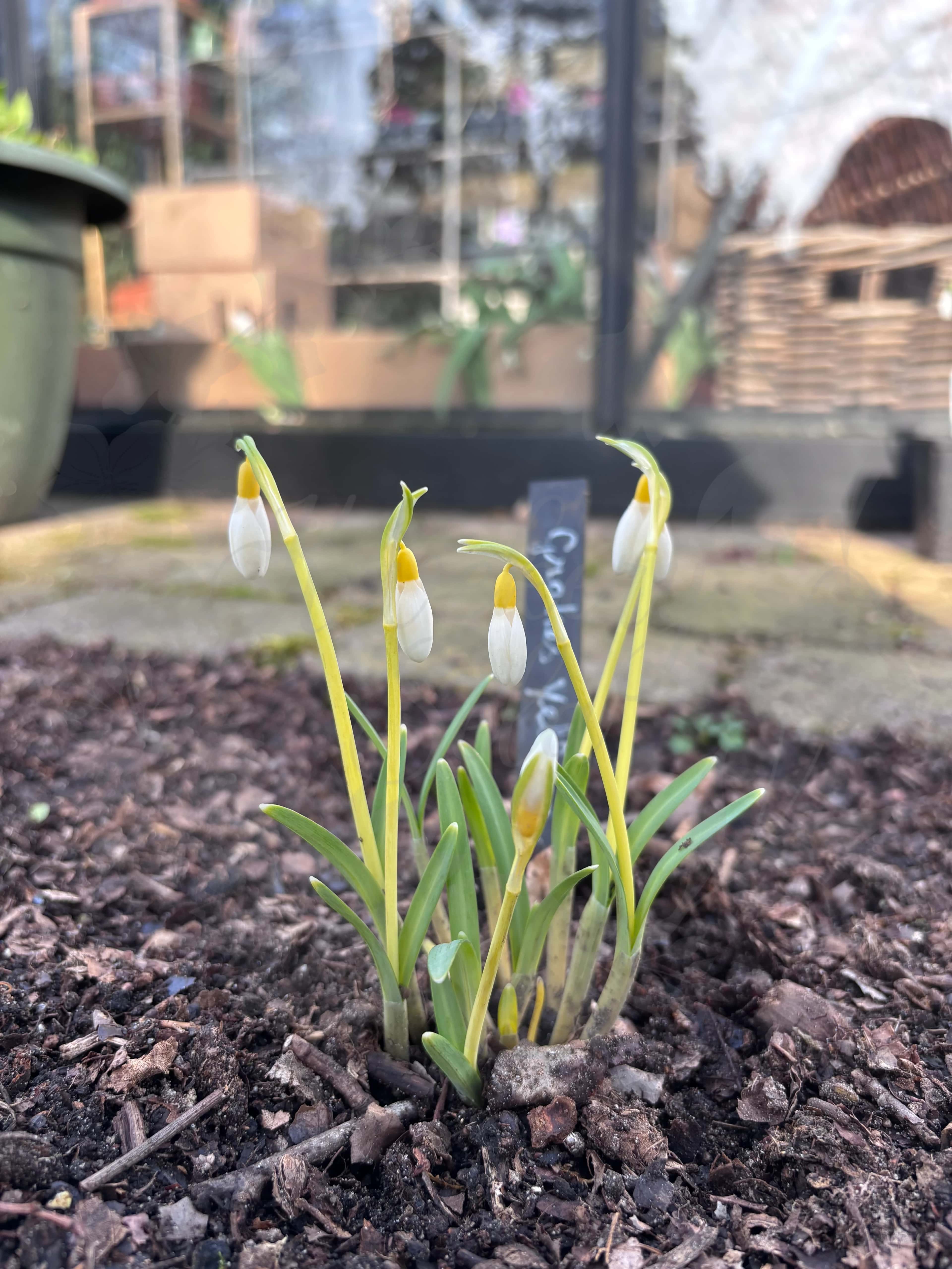 Galanthus "Grakes Yellow" 3
