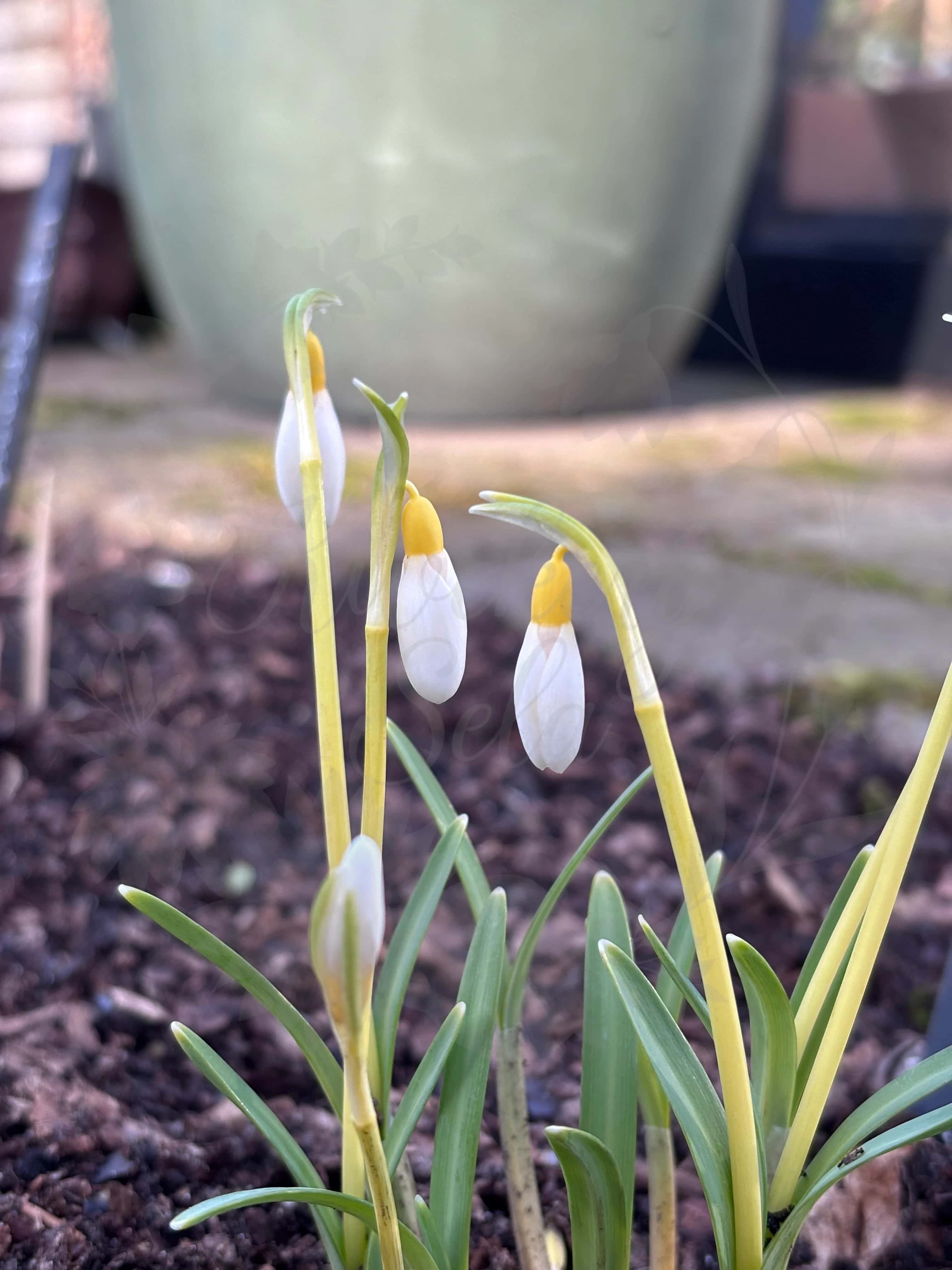 Galanthus "Grakes Yellow" 2
