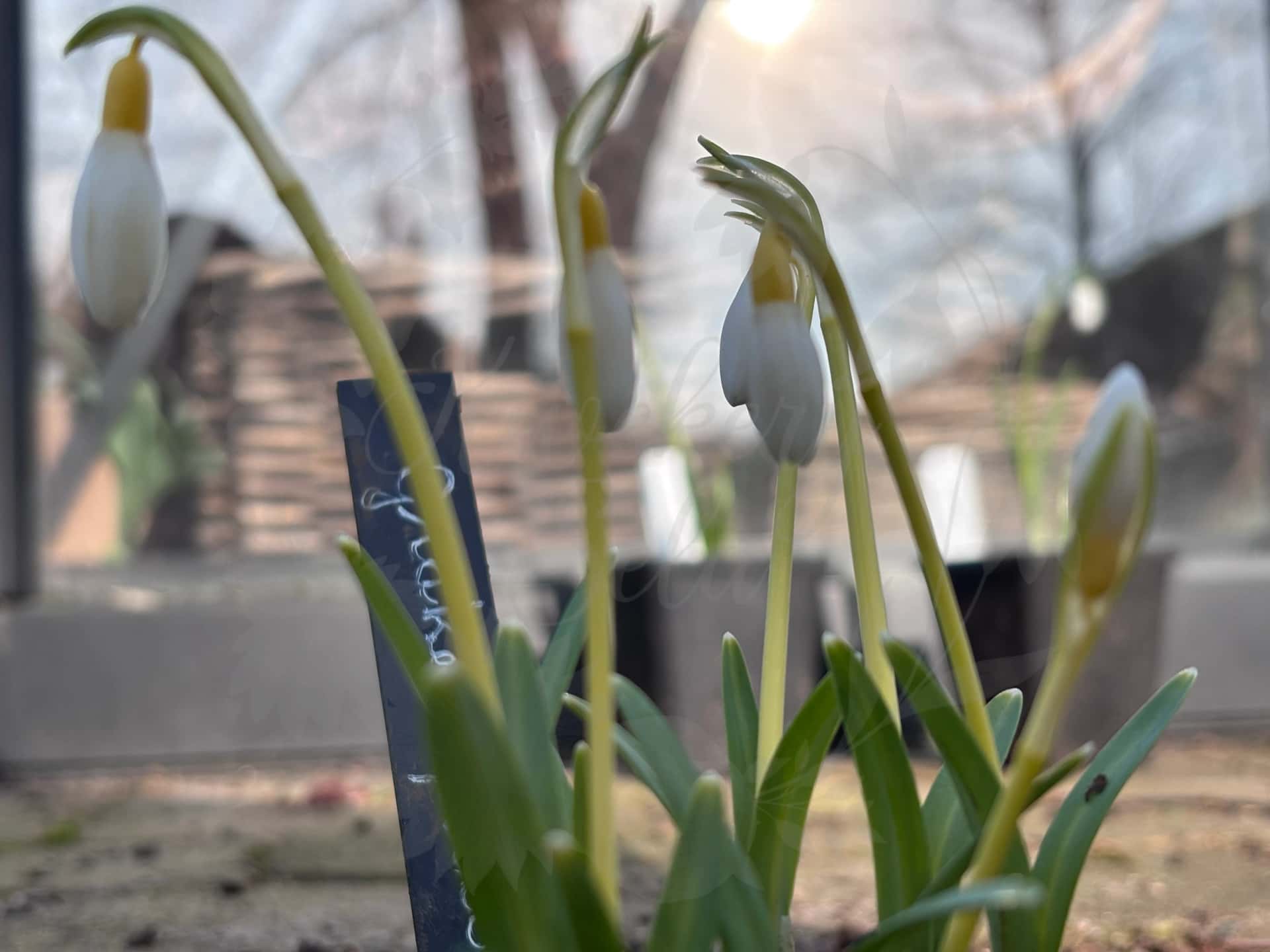 Galanthus "Grakes Yellow" 4