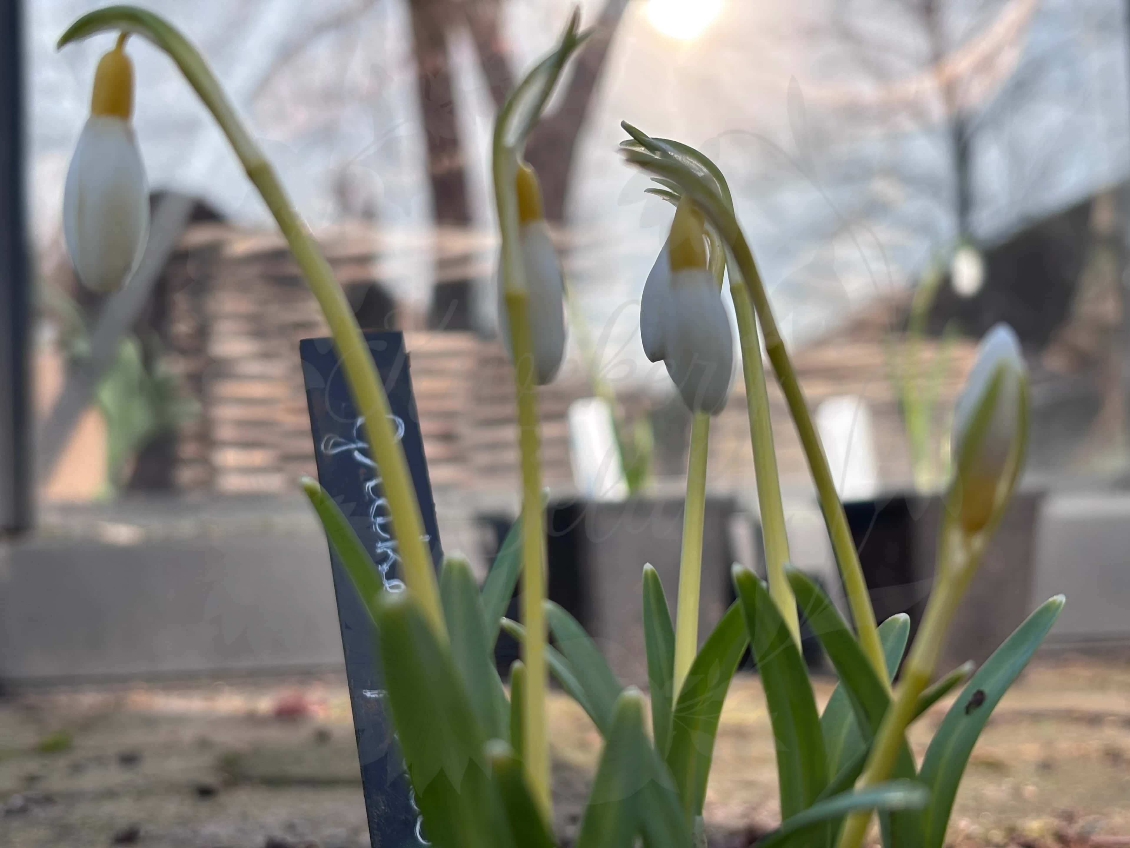 Galanthus "Grakes Yellow" 4