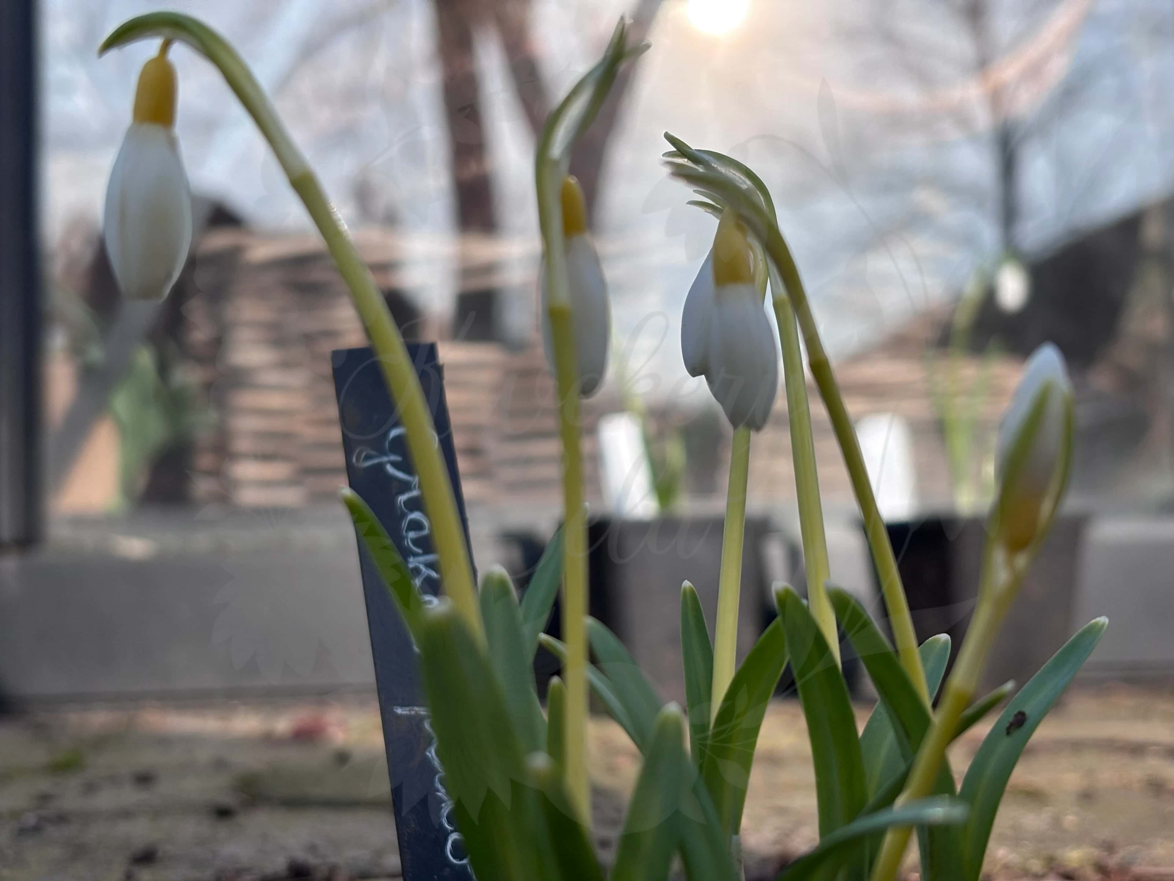 Galanthus "Grakes Yellow" 5