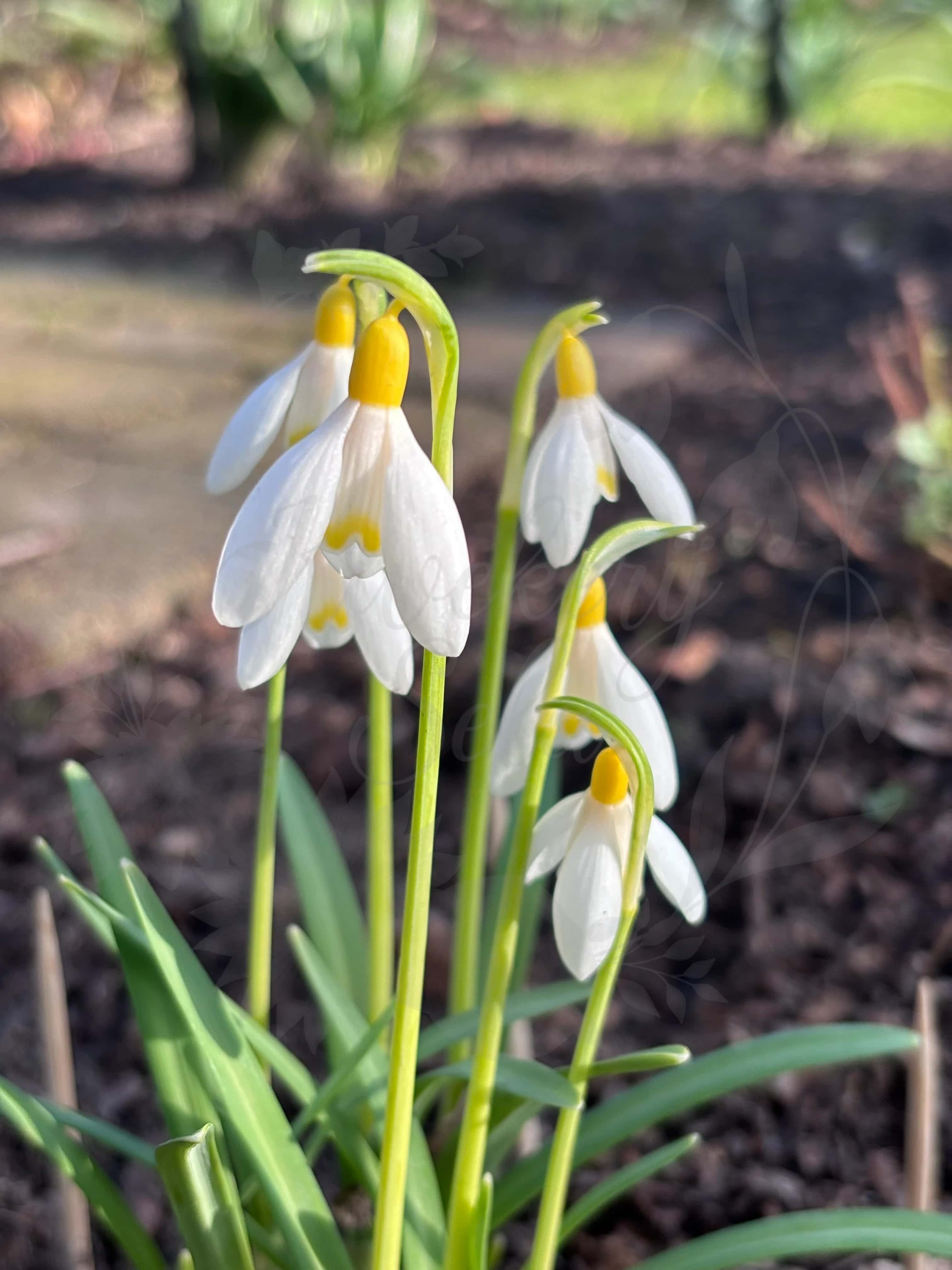Galanthus "Grakes Yellow" 6