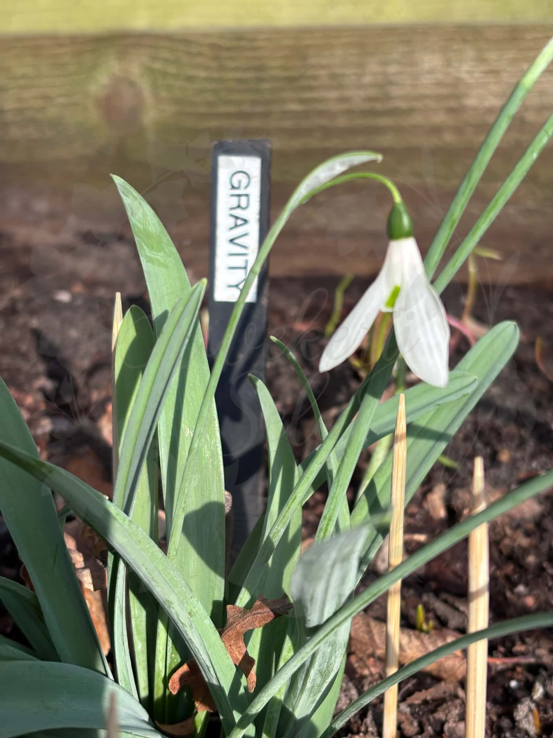 Galanthus "Gravity" 1