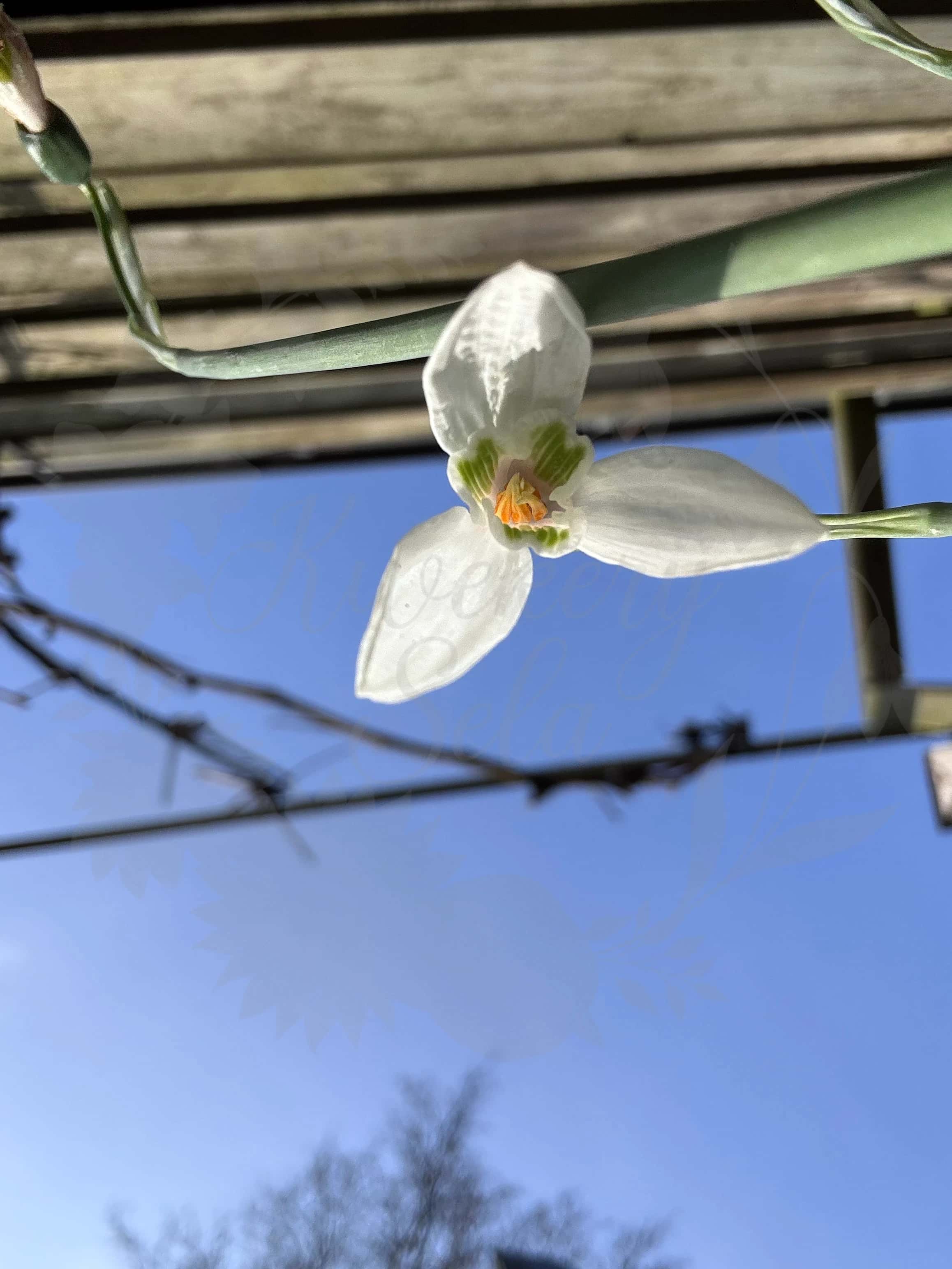 Galanthus "Gravity" 2