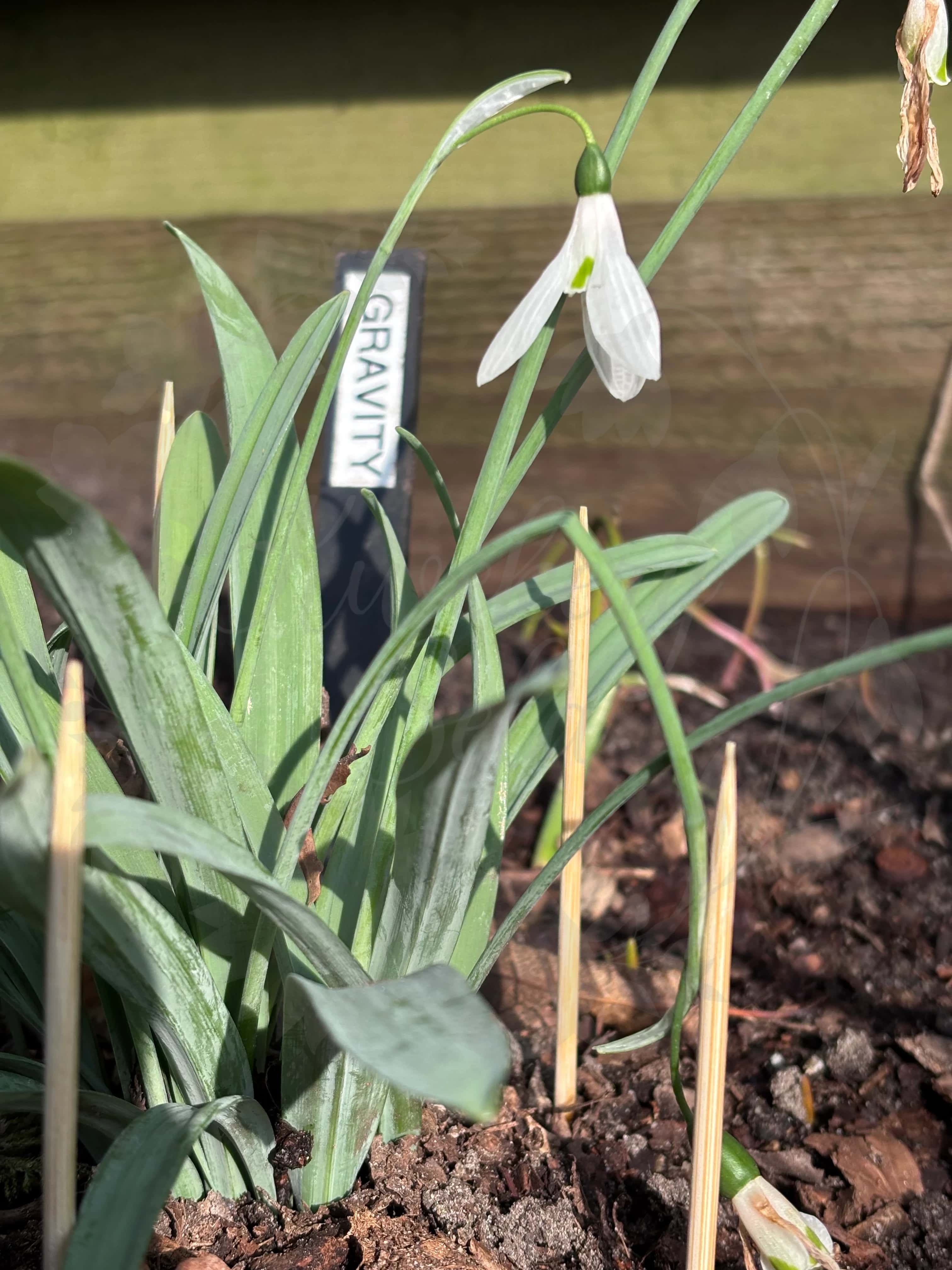 Galanthus "Gravity" 3