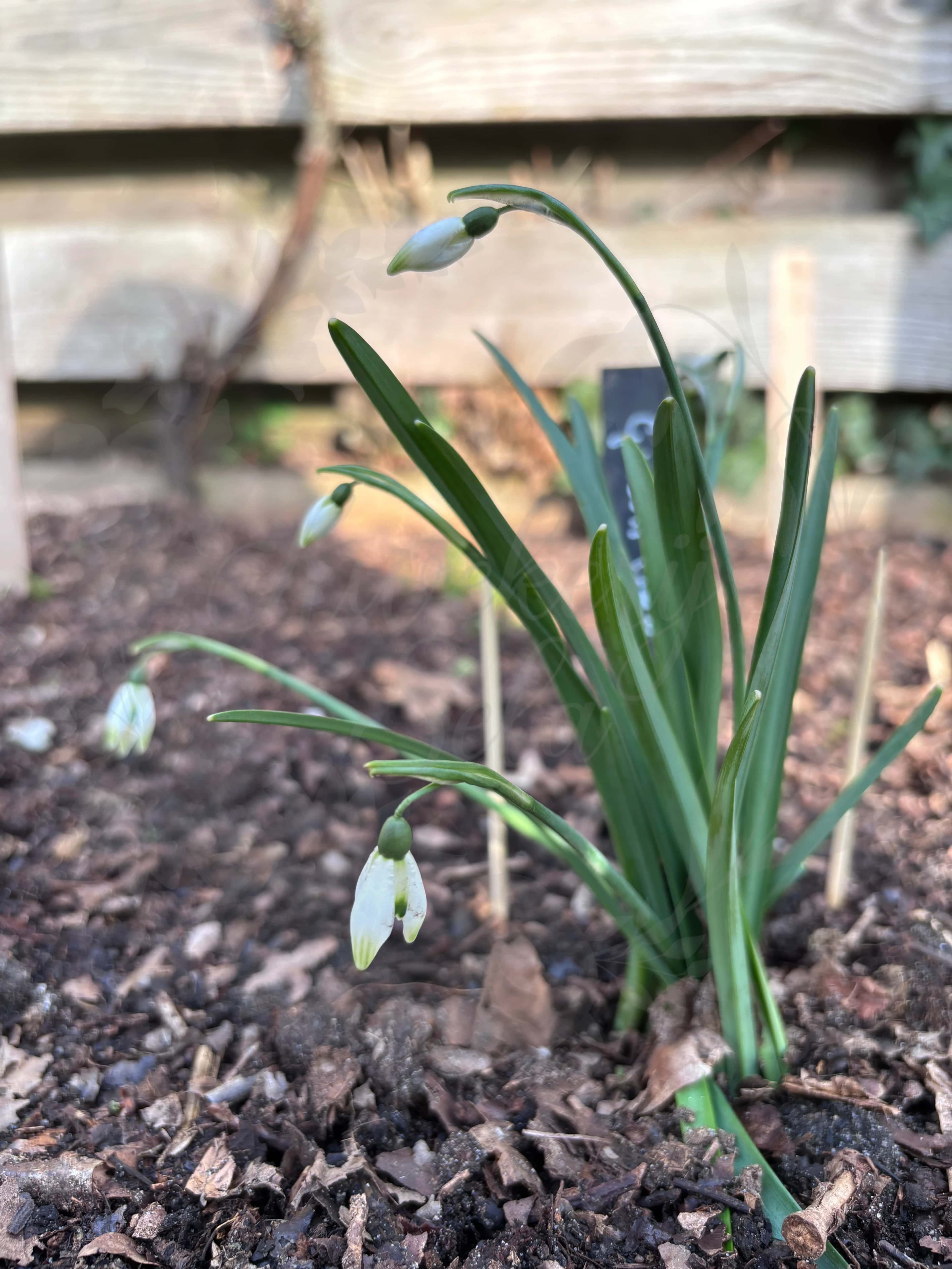 Galanthus "Green Arrow" 2