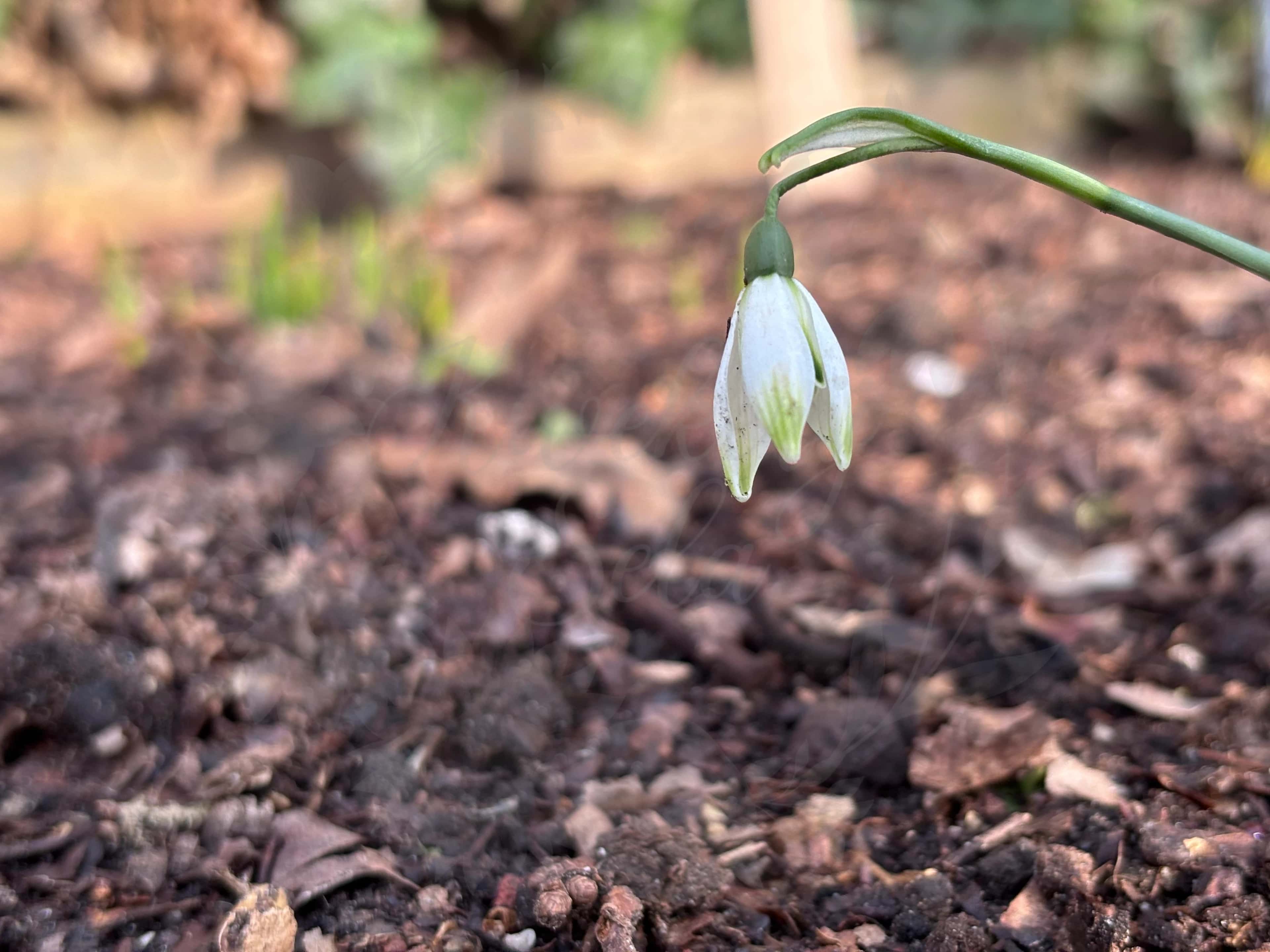Galanthus "Green Arrow" 3
