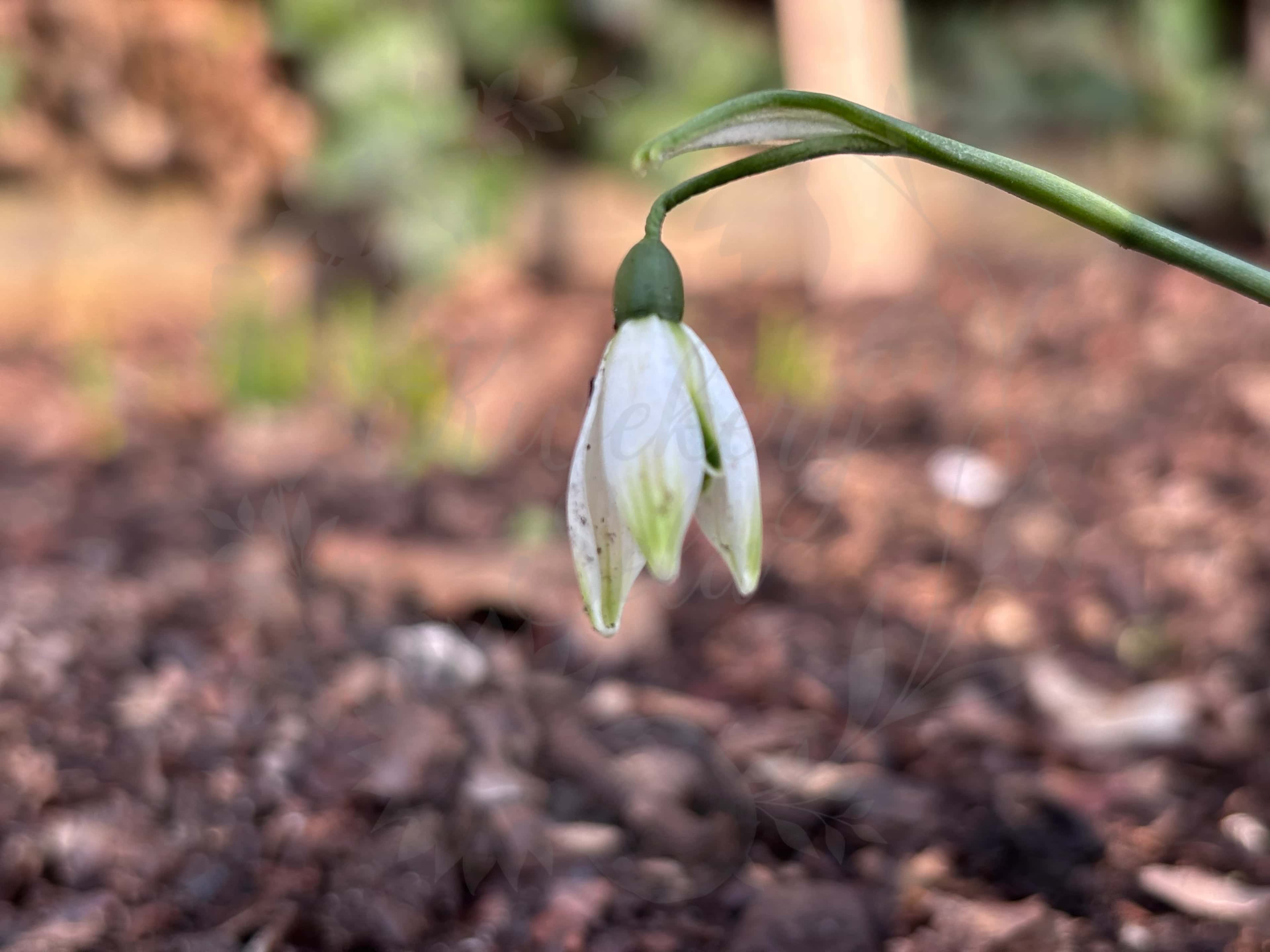 Galanthus "Green Arrow" 4