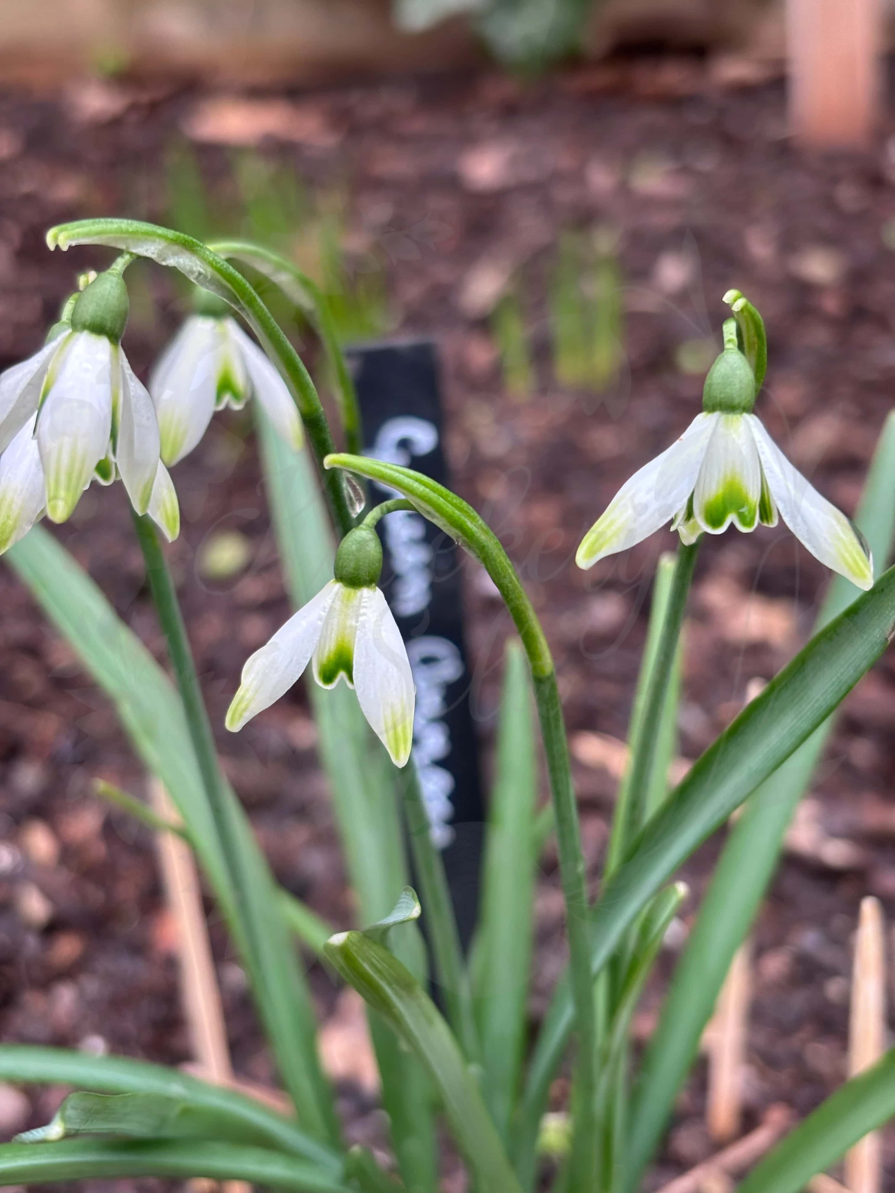 Galanthus "Green Arrow" 6