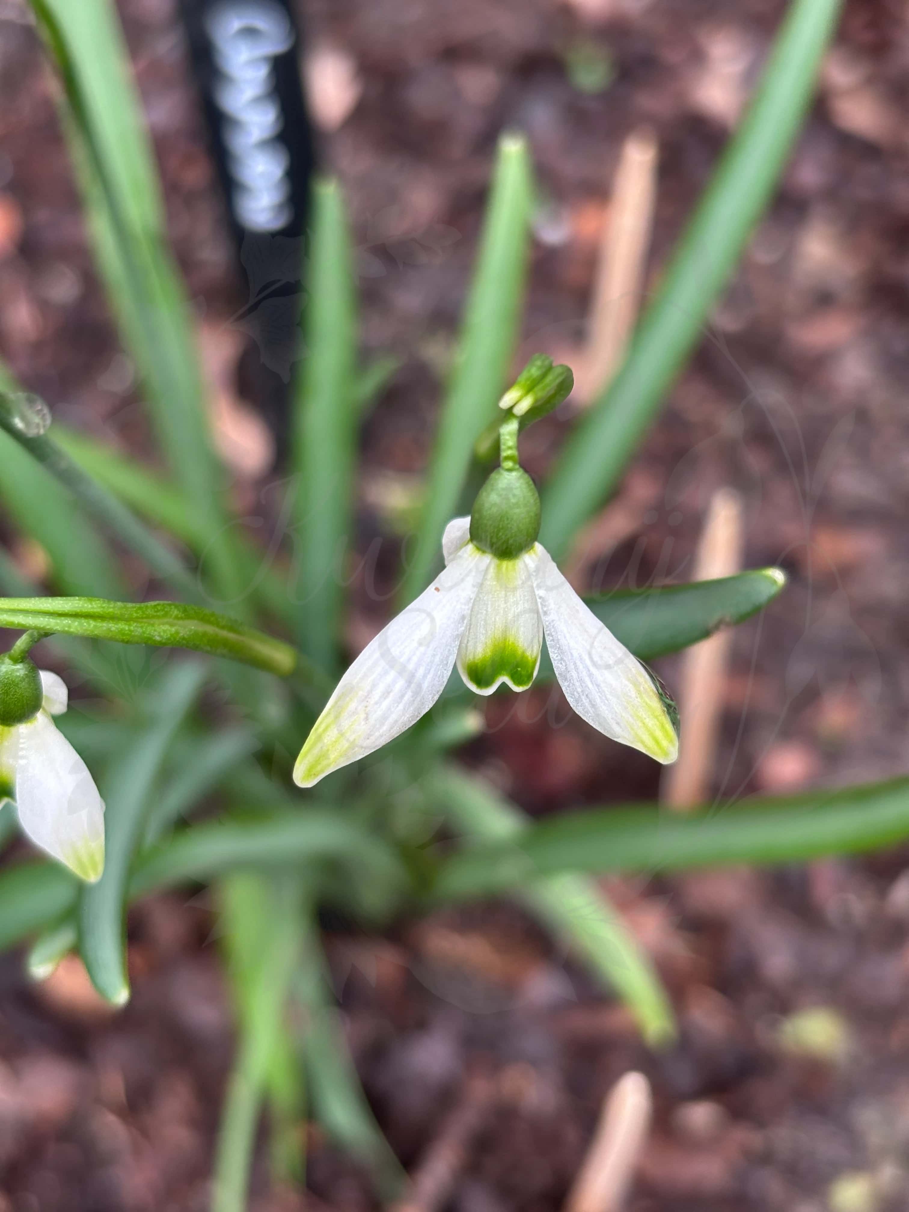 Galanthus "Green Arrow" 7