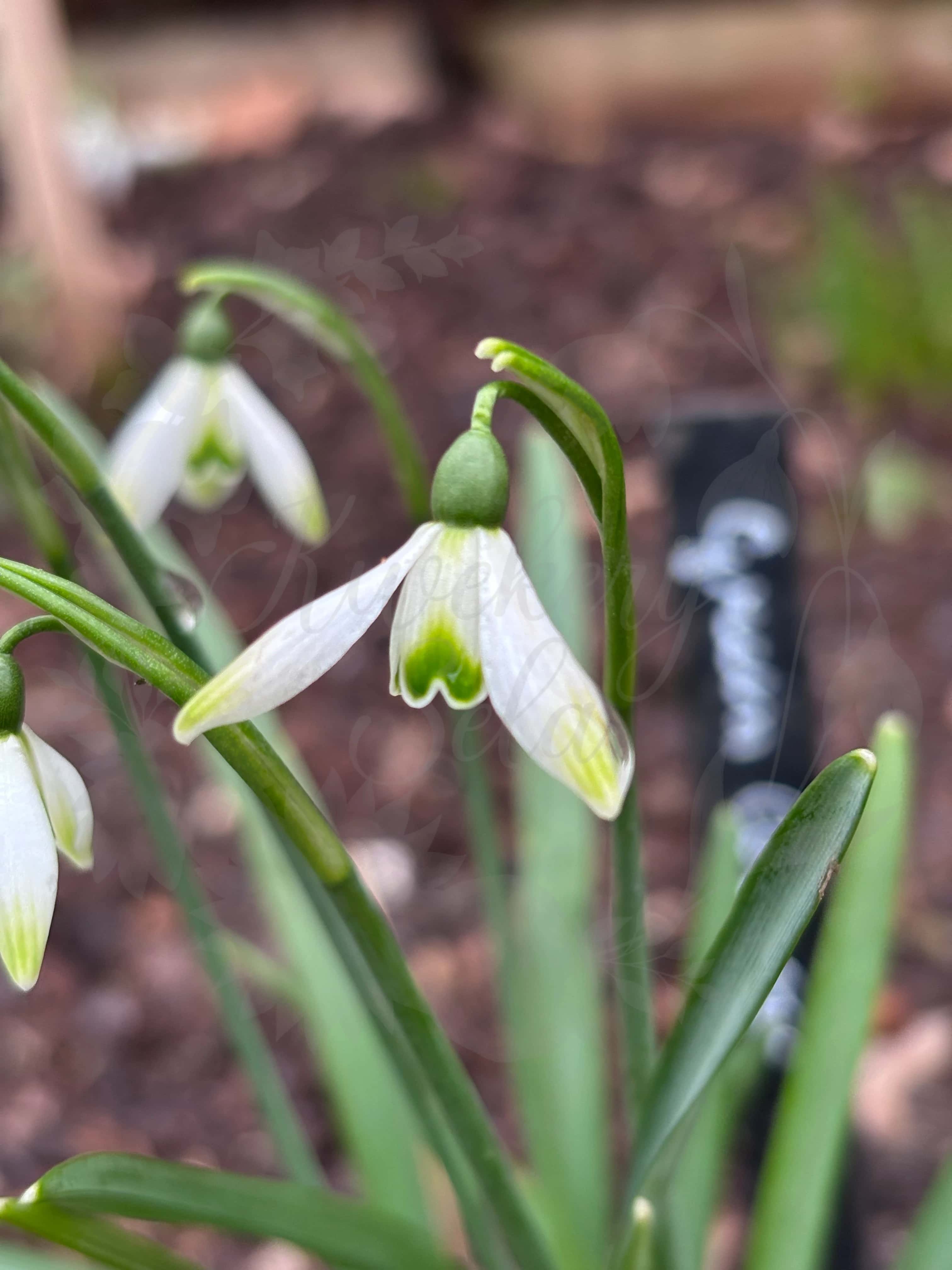 Galanthus "Green Arrow" 1