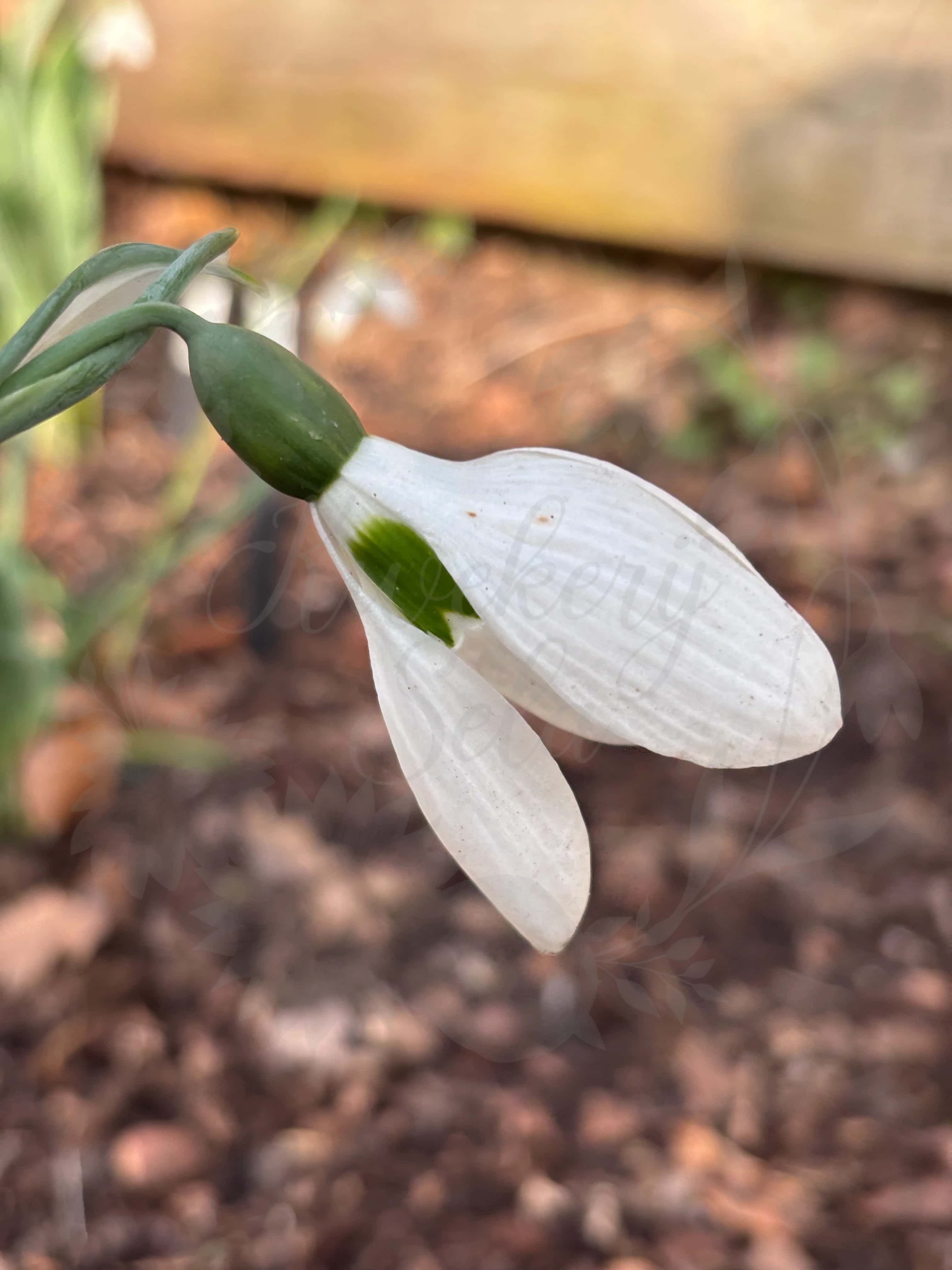 Galanthus "Green Ribbon" 2