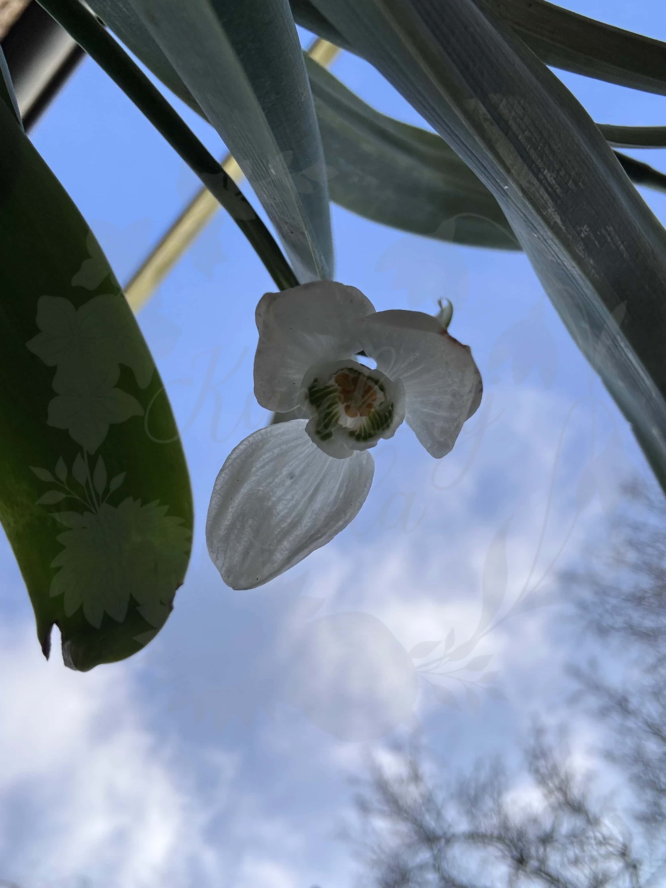 Galanthus "Green Ribbon" 3