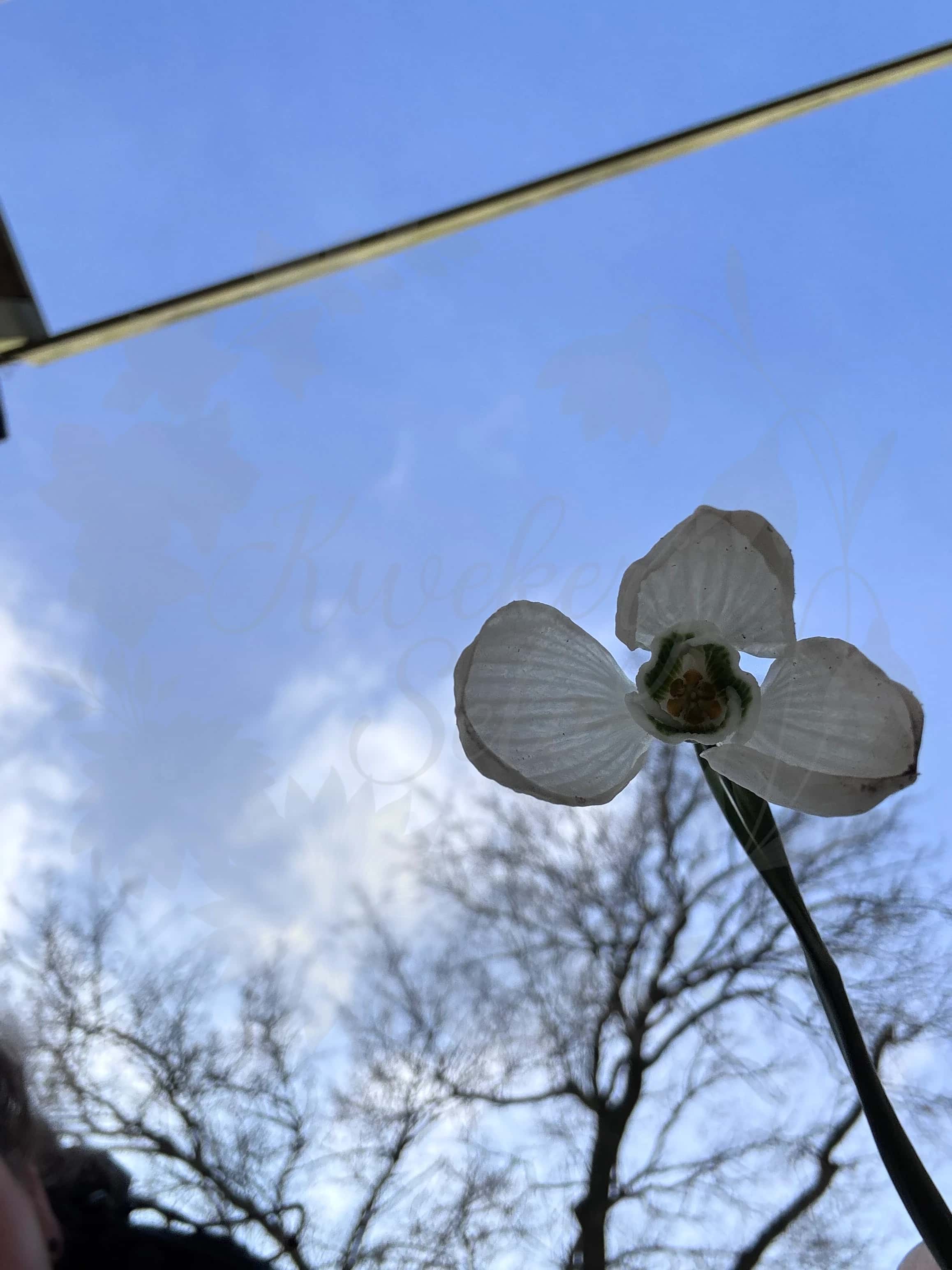 Galanthus "Green Ribbon" 4