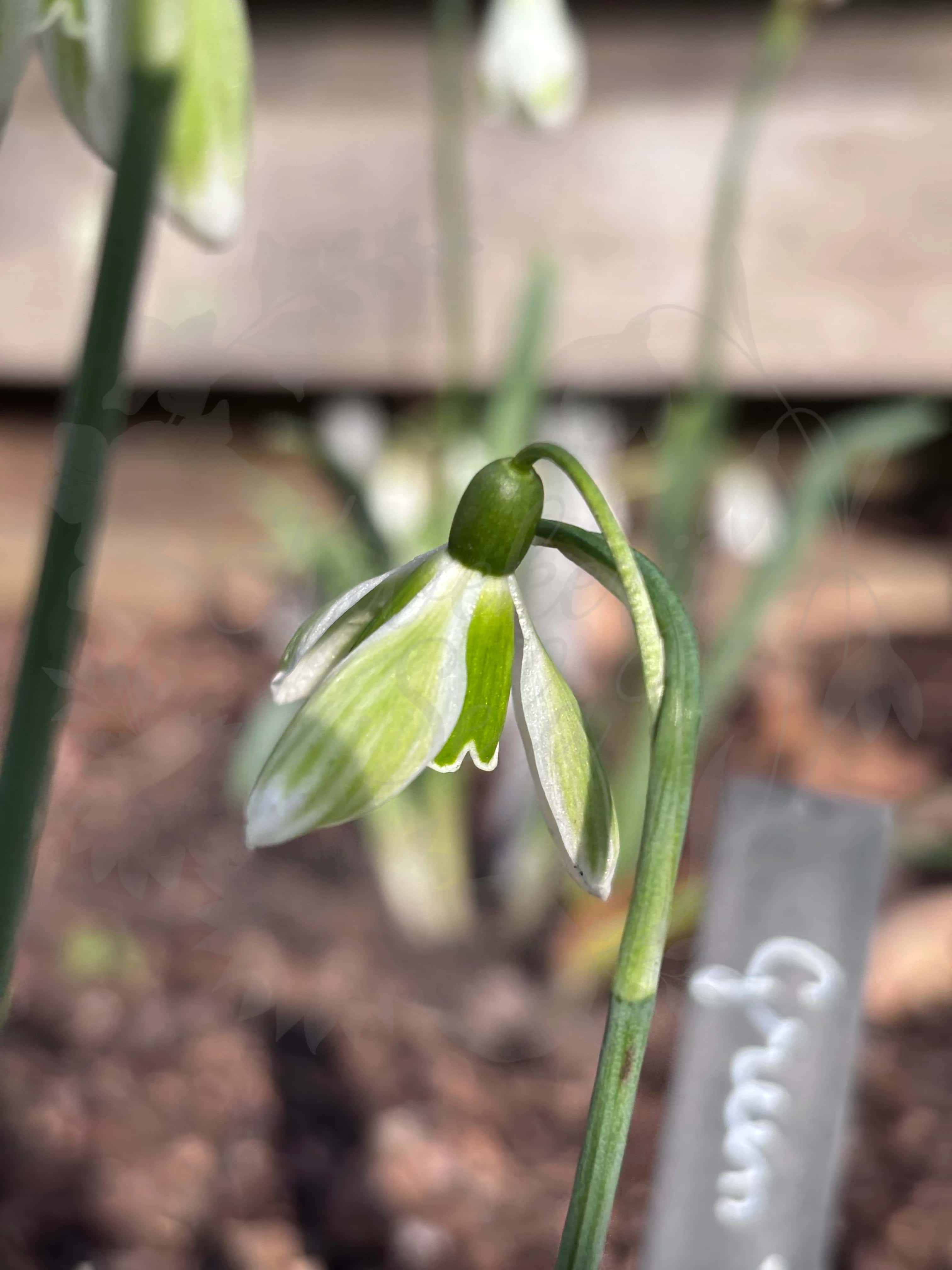 Galanthus "Green Tear" 1