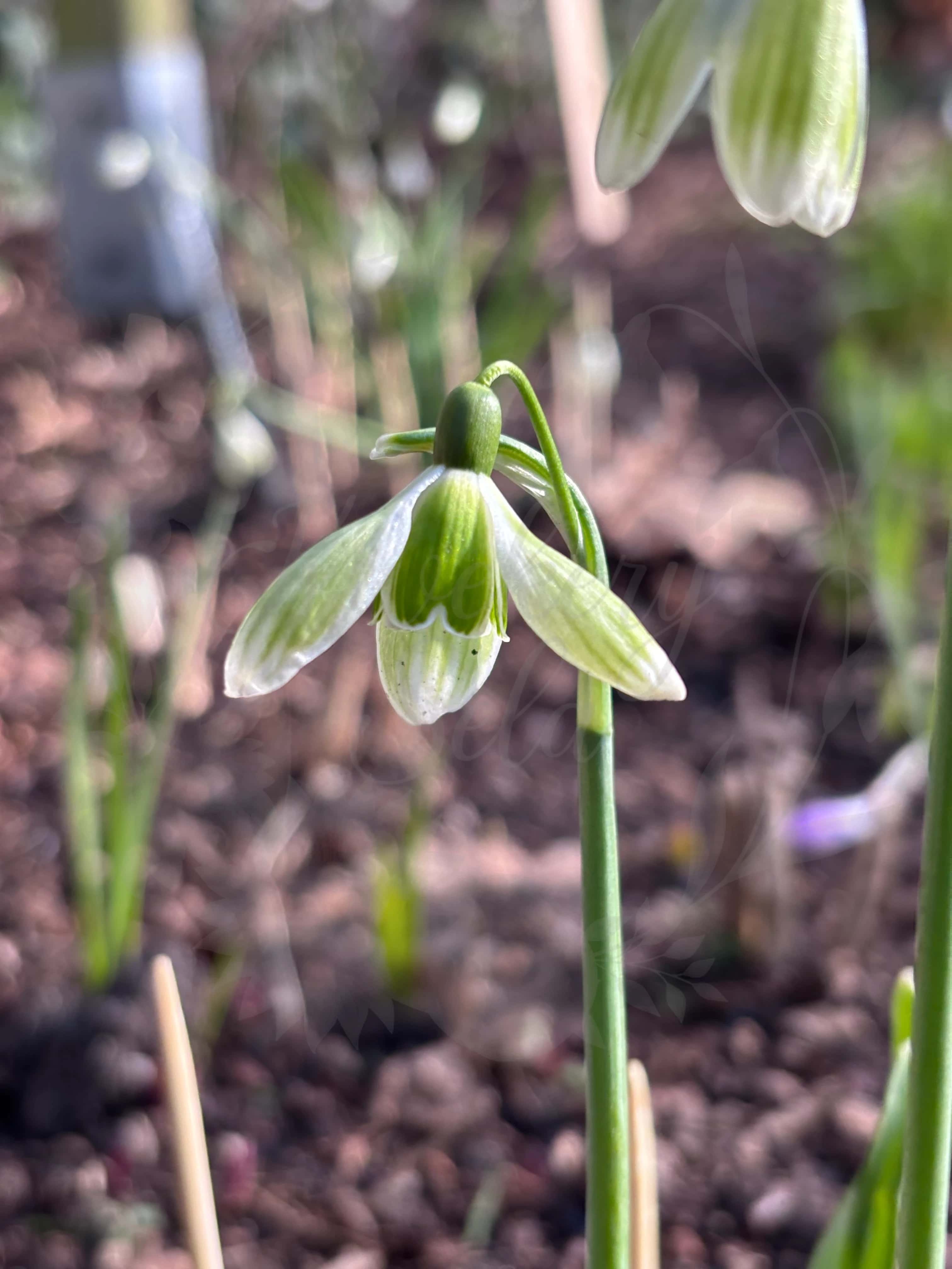 Galanthus "Green Tear" 2