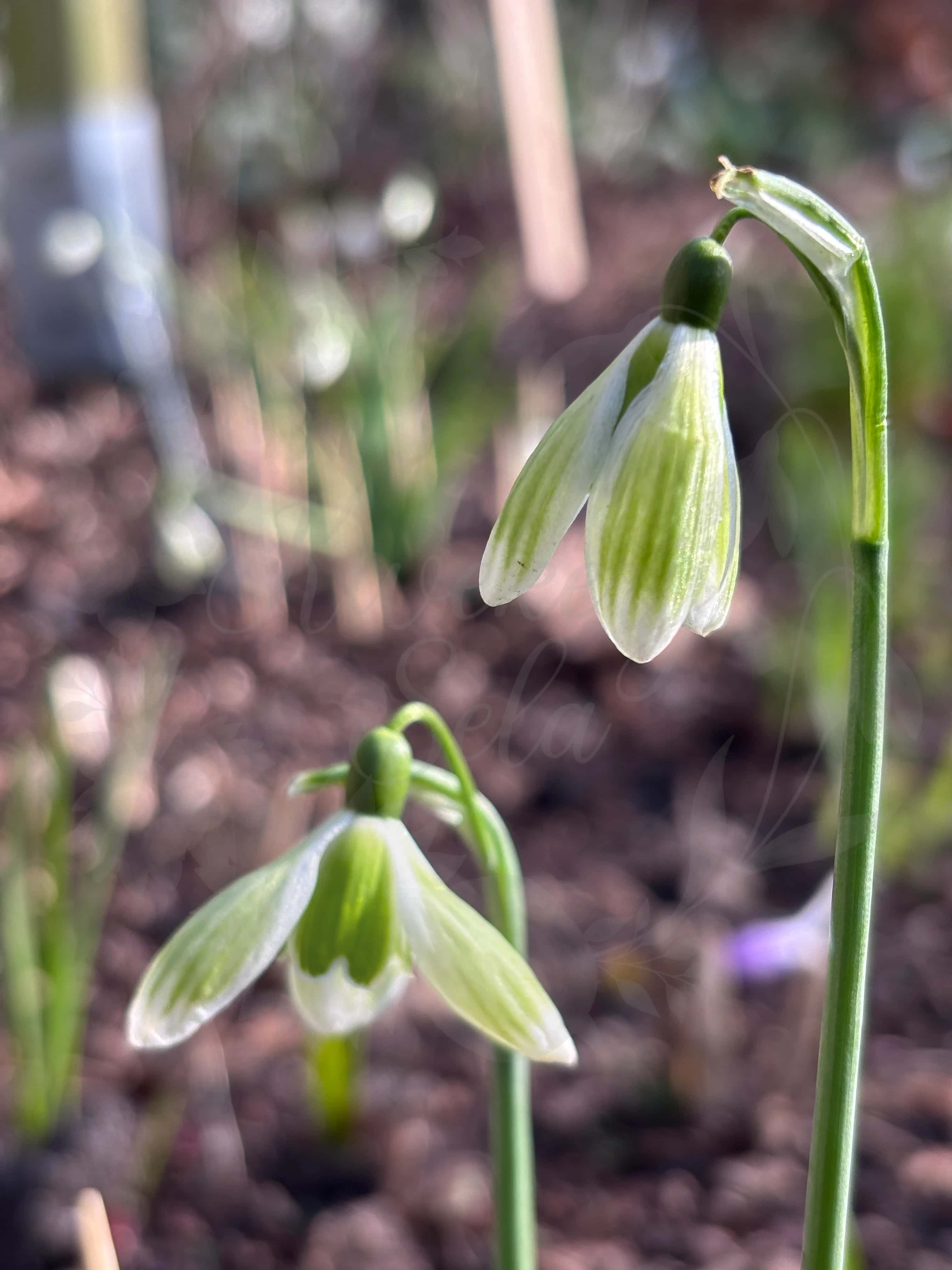 Galanthus "Green Tear" 3