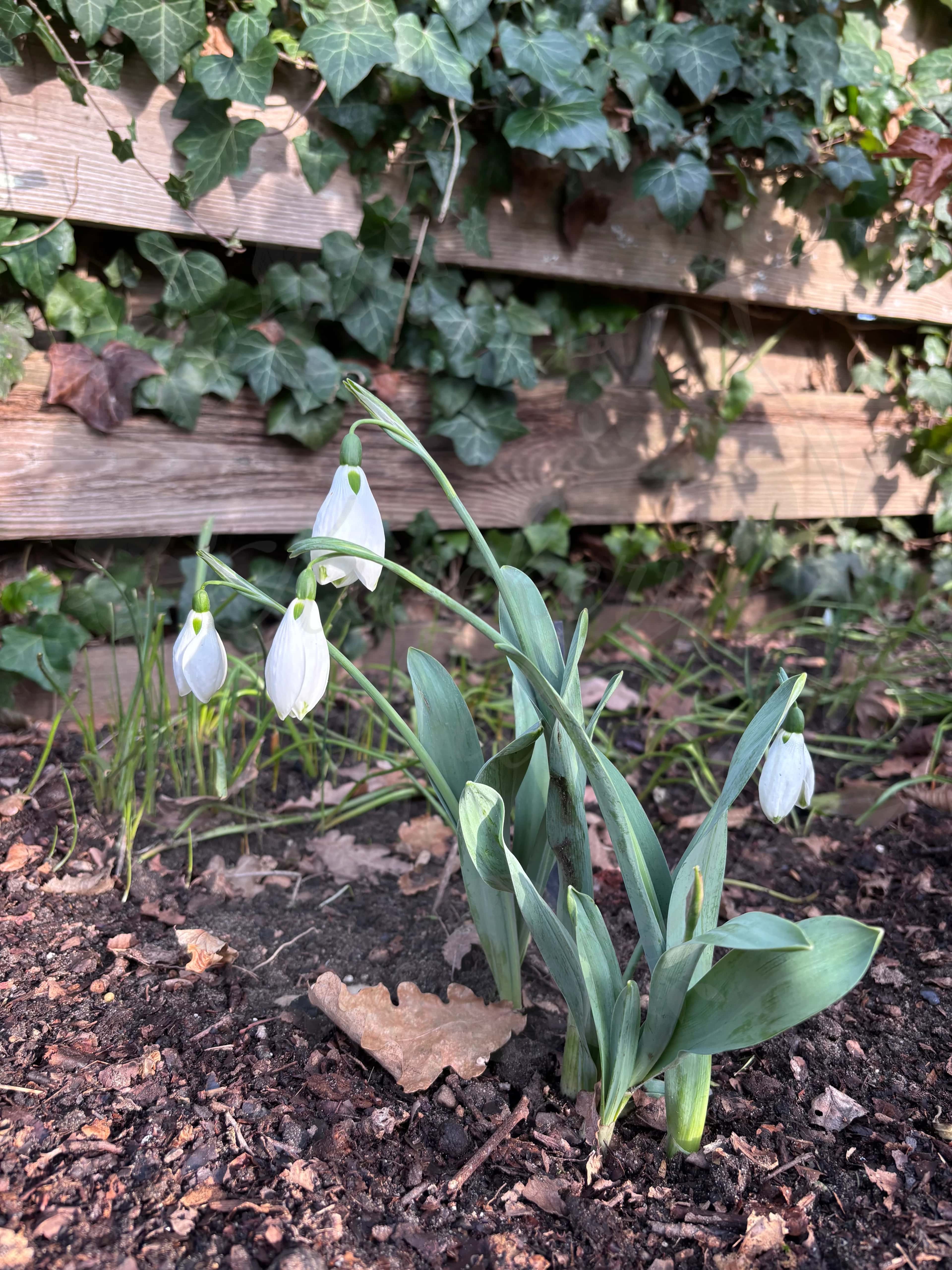 Galanthus "Groenland" 3