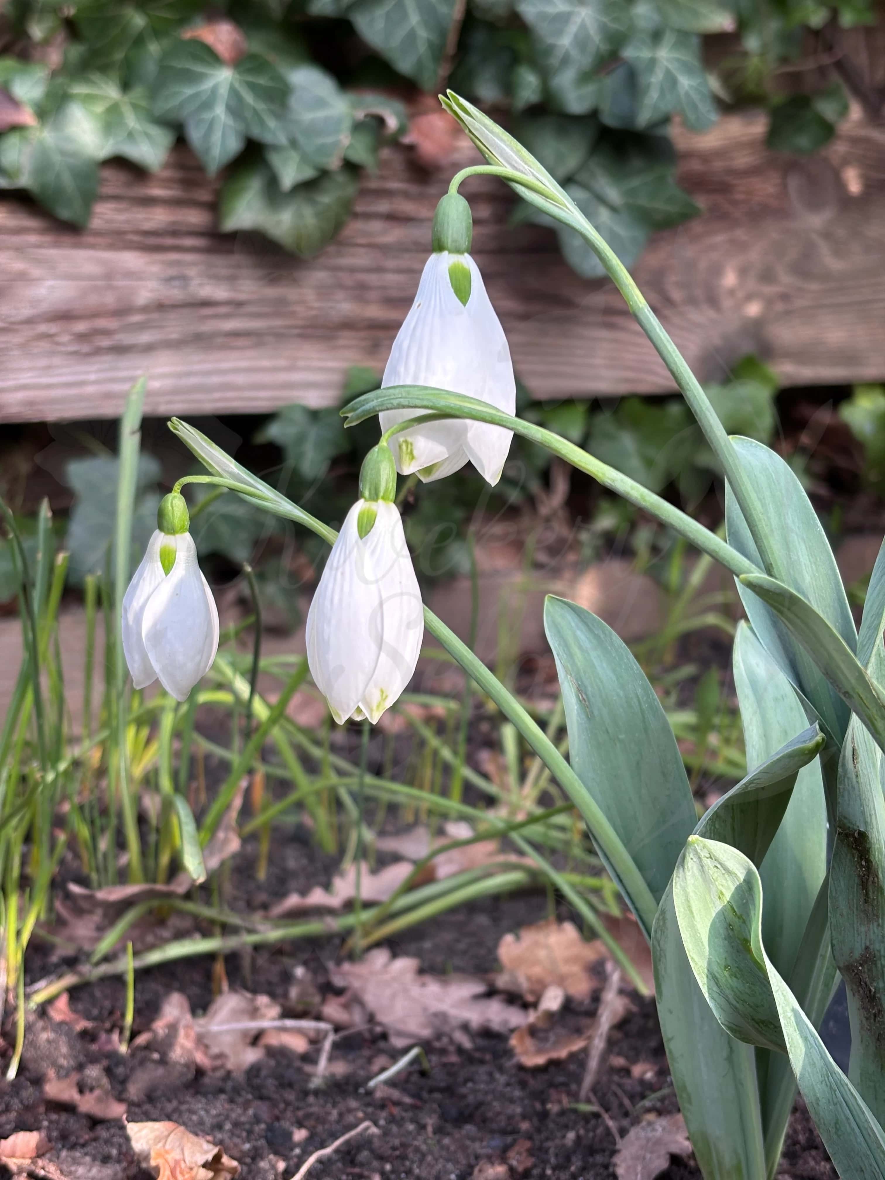 Galanthus "Groenland" 2