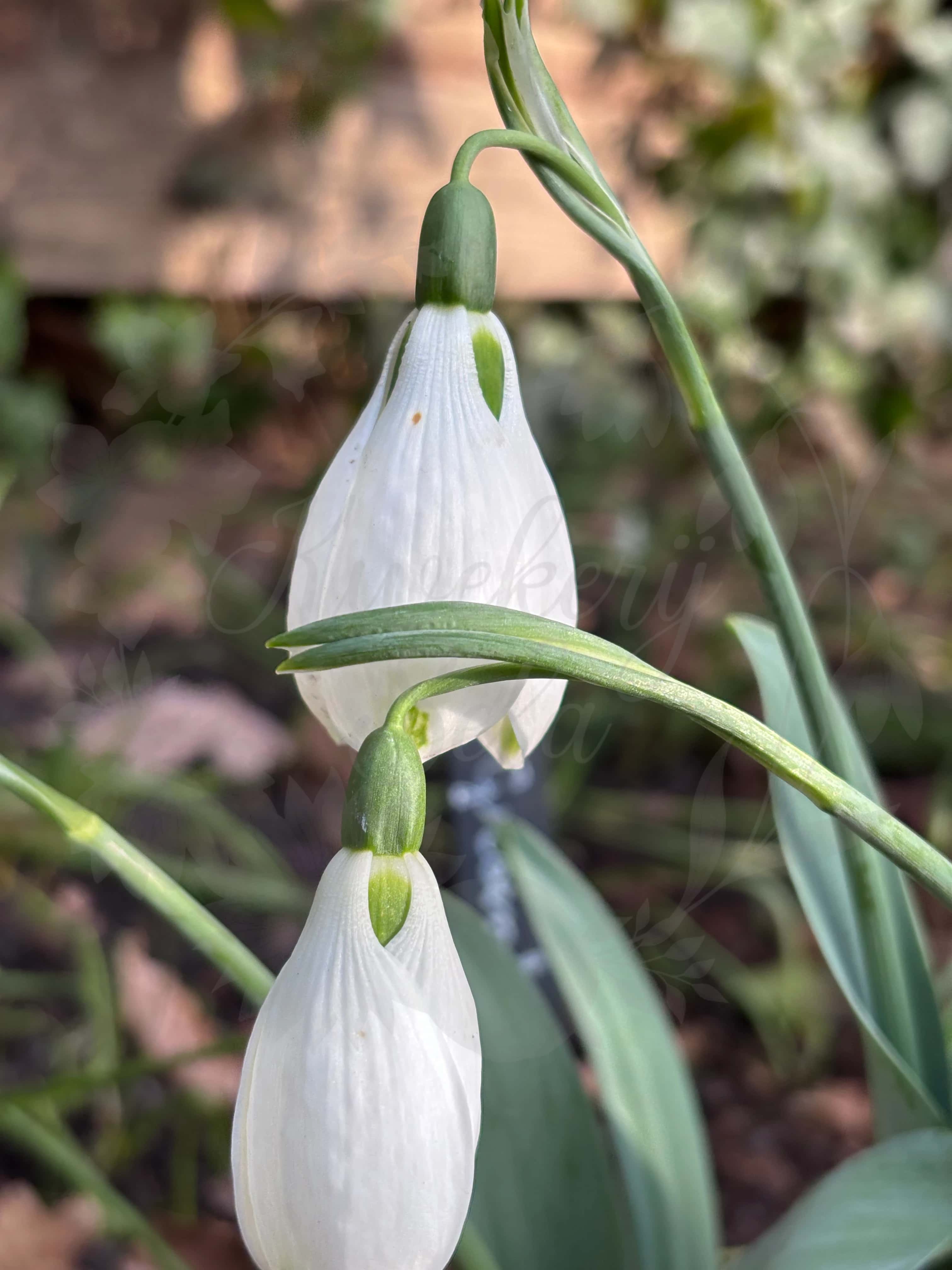 Galanthus "Groenland" 1