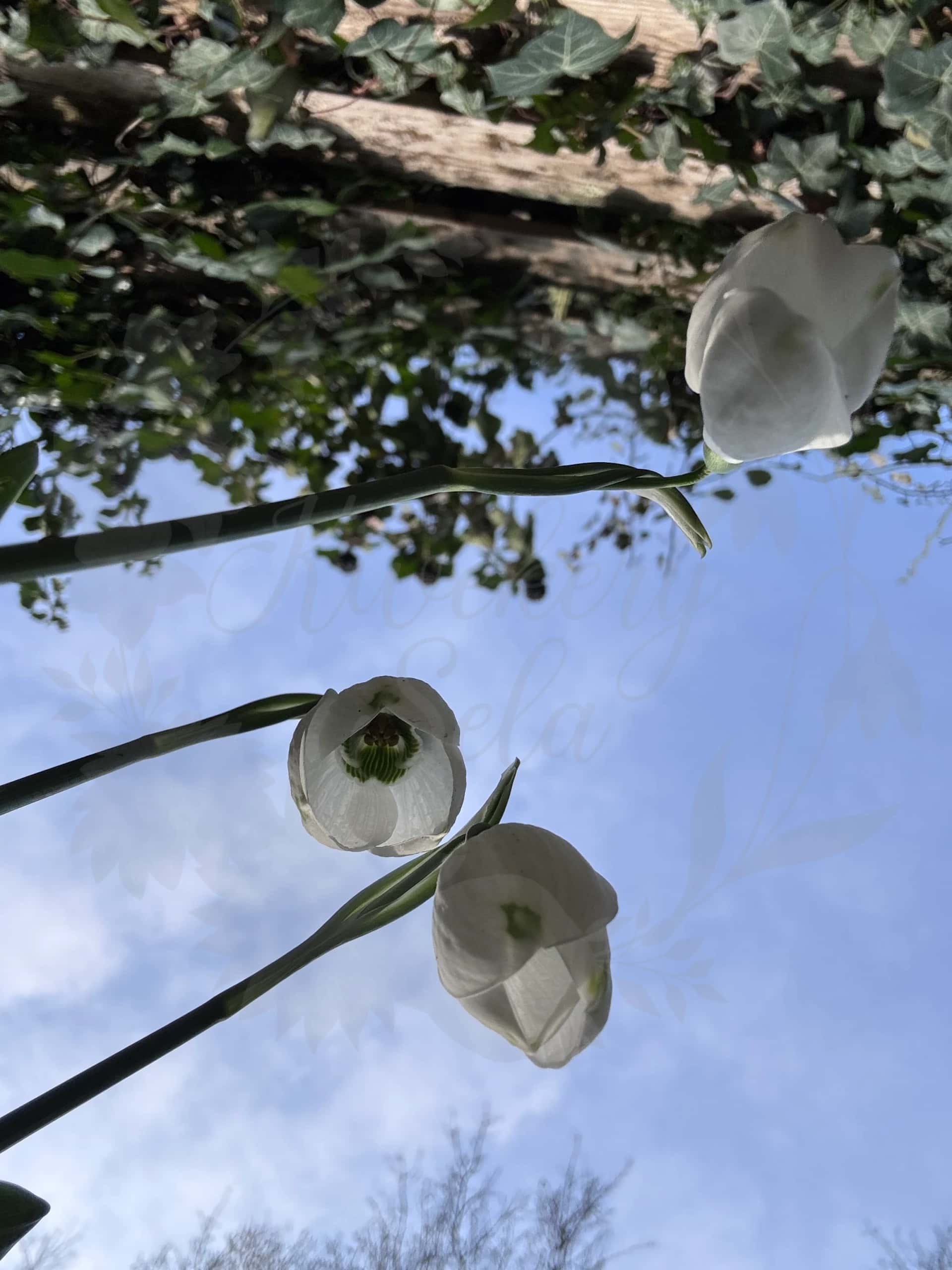 Galanthus "Groenland" 4