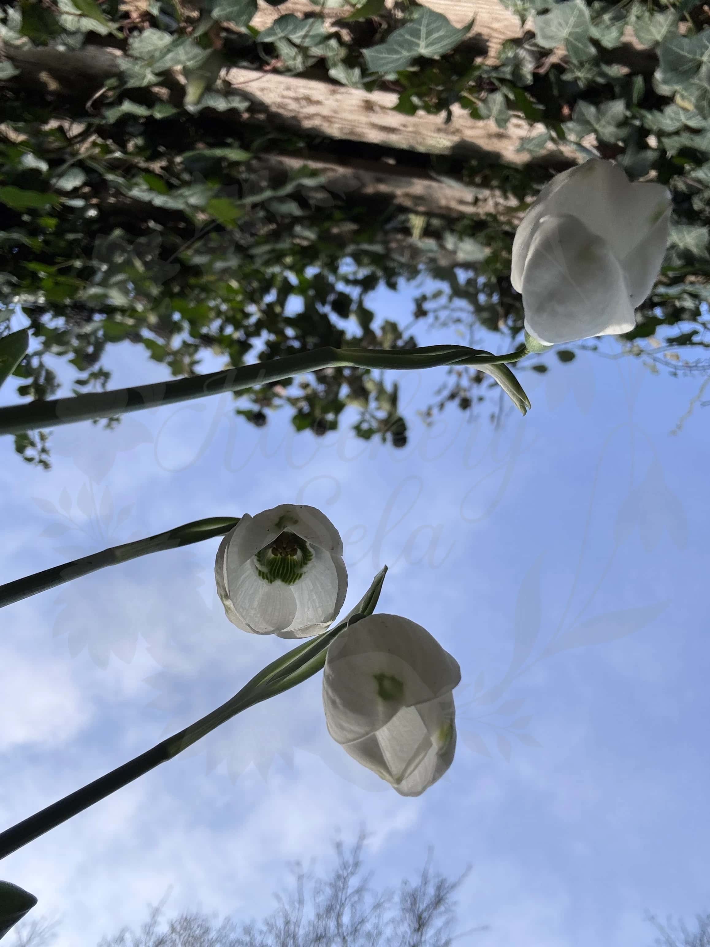 Galanthus "Groenland" 4