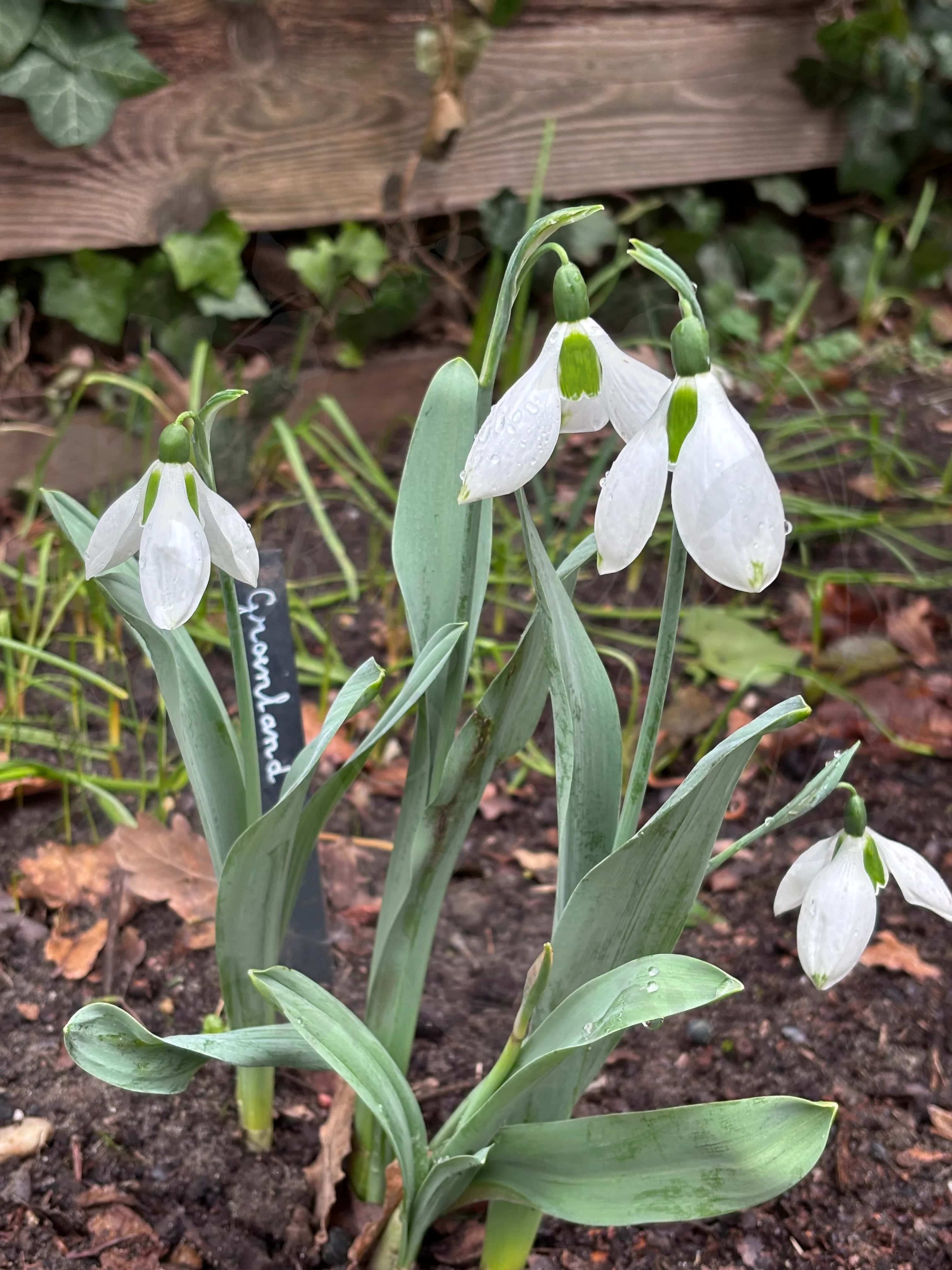 Galanthus "Groenland" 5