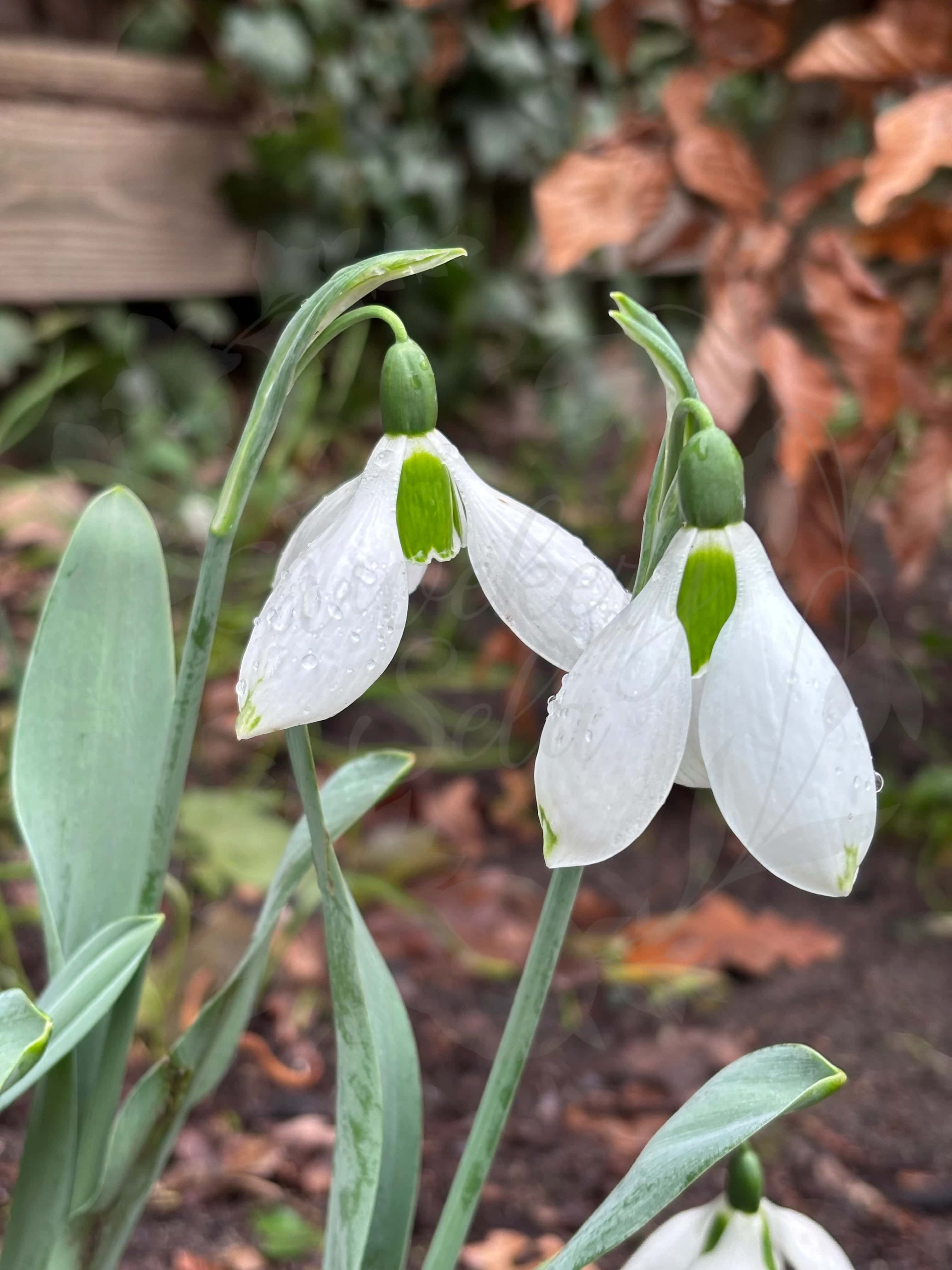 Galanthus "Groenland" 6