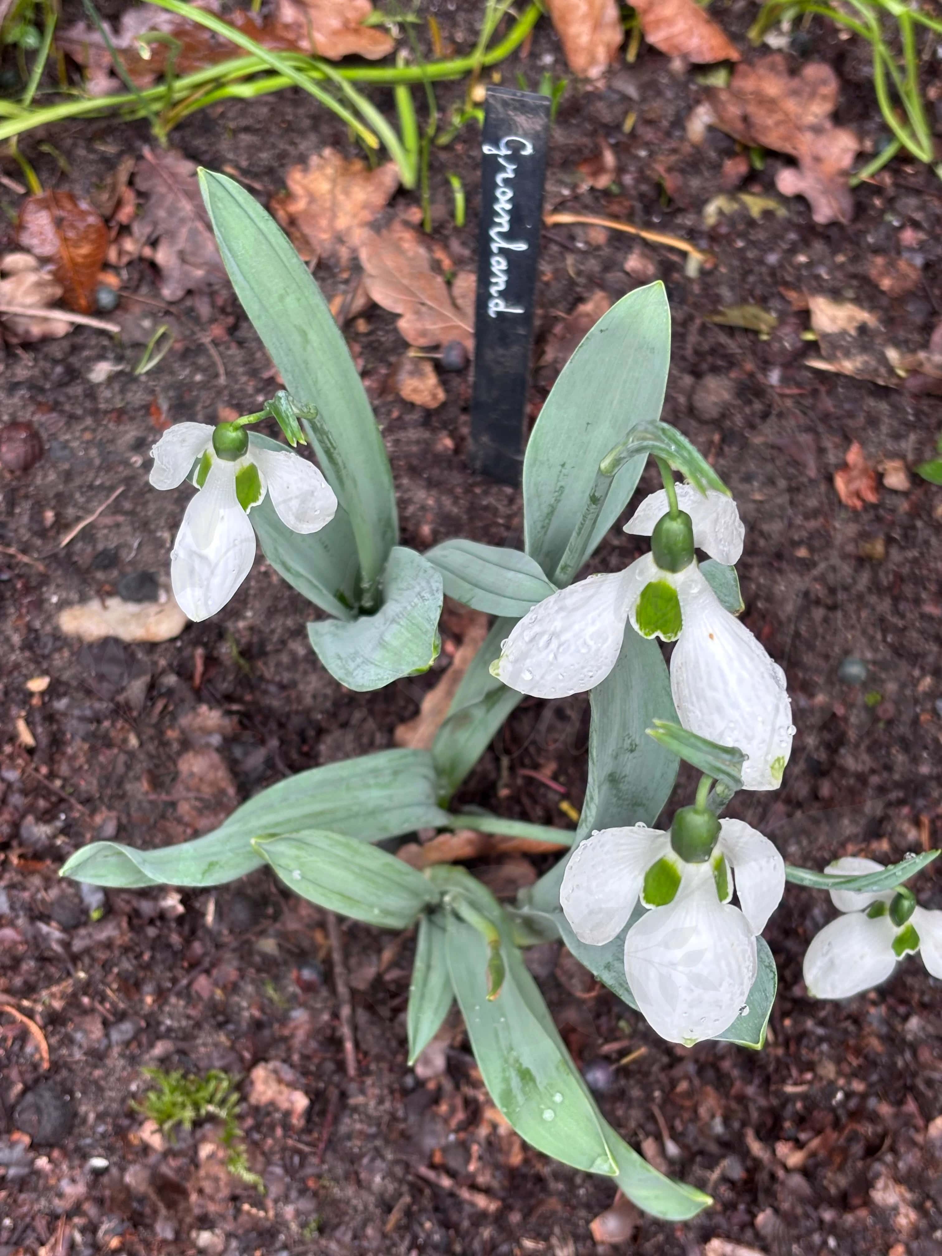 Galanthus "Groenland" 7