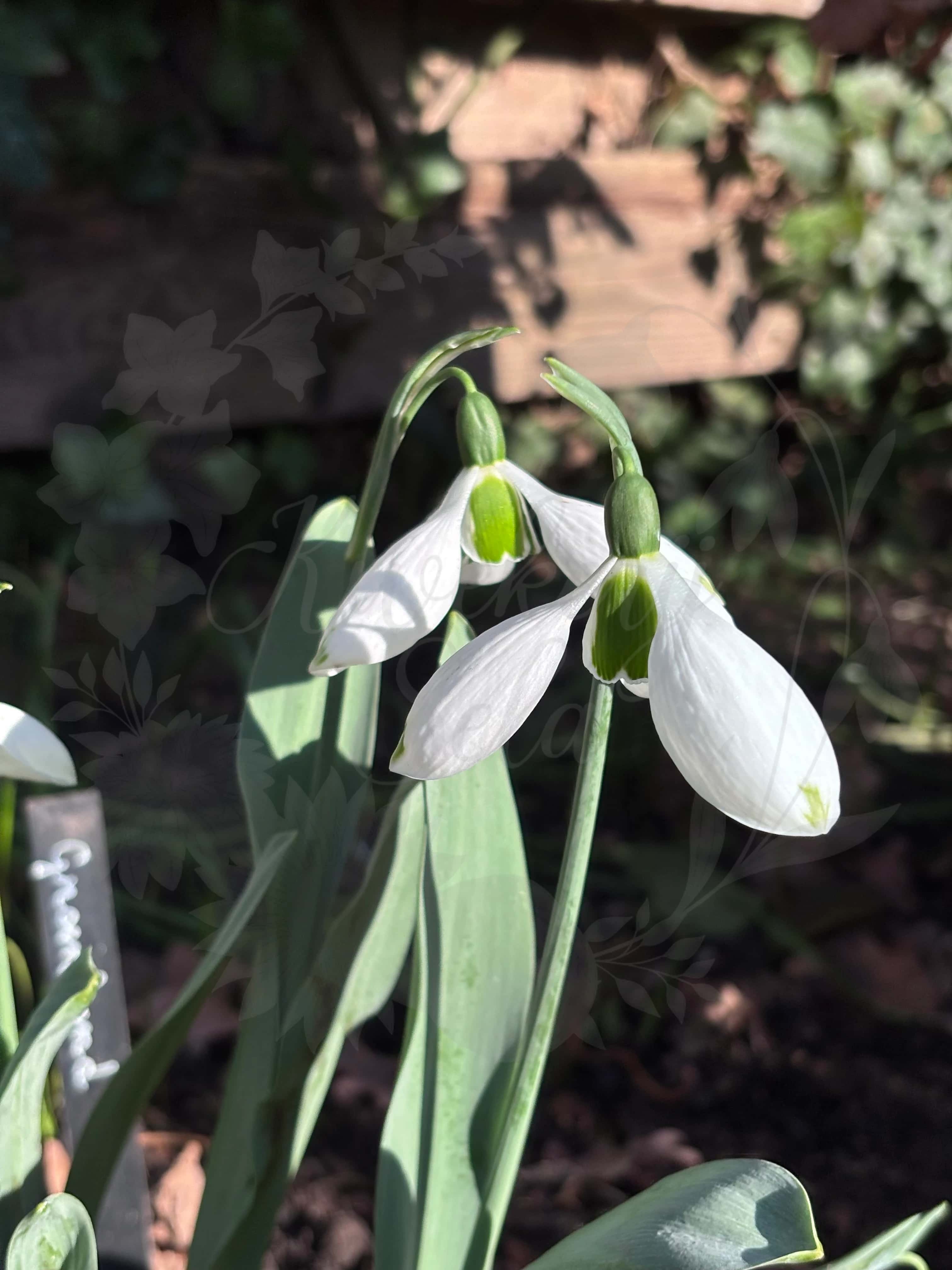 Galanthus "Groenland" 8
