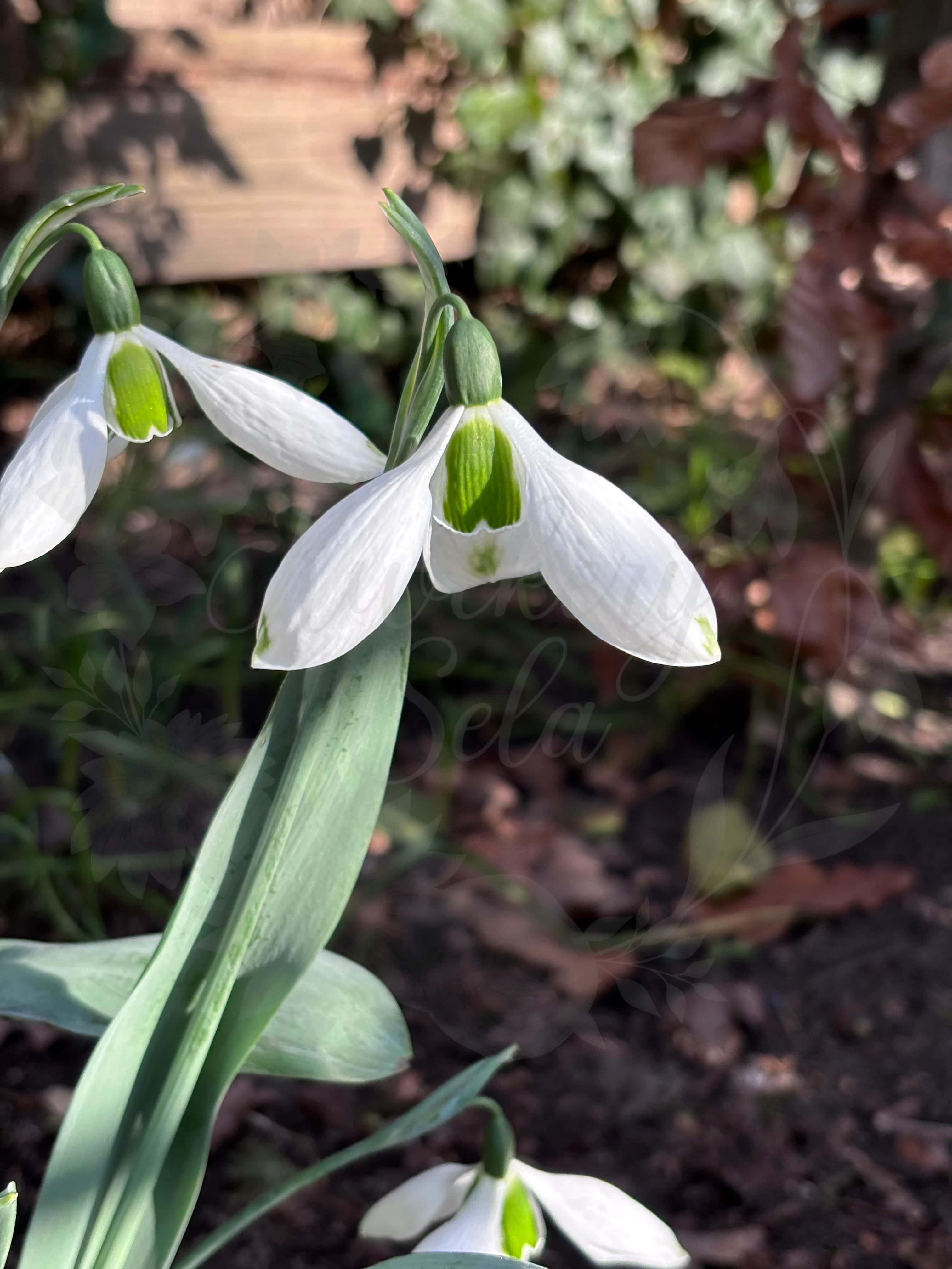 Galanthus "Groenland" 9