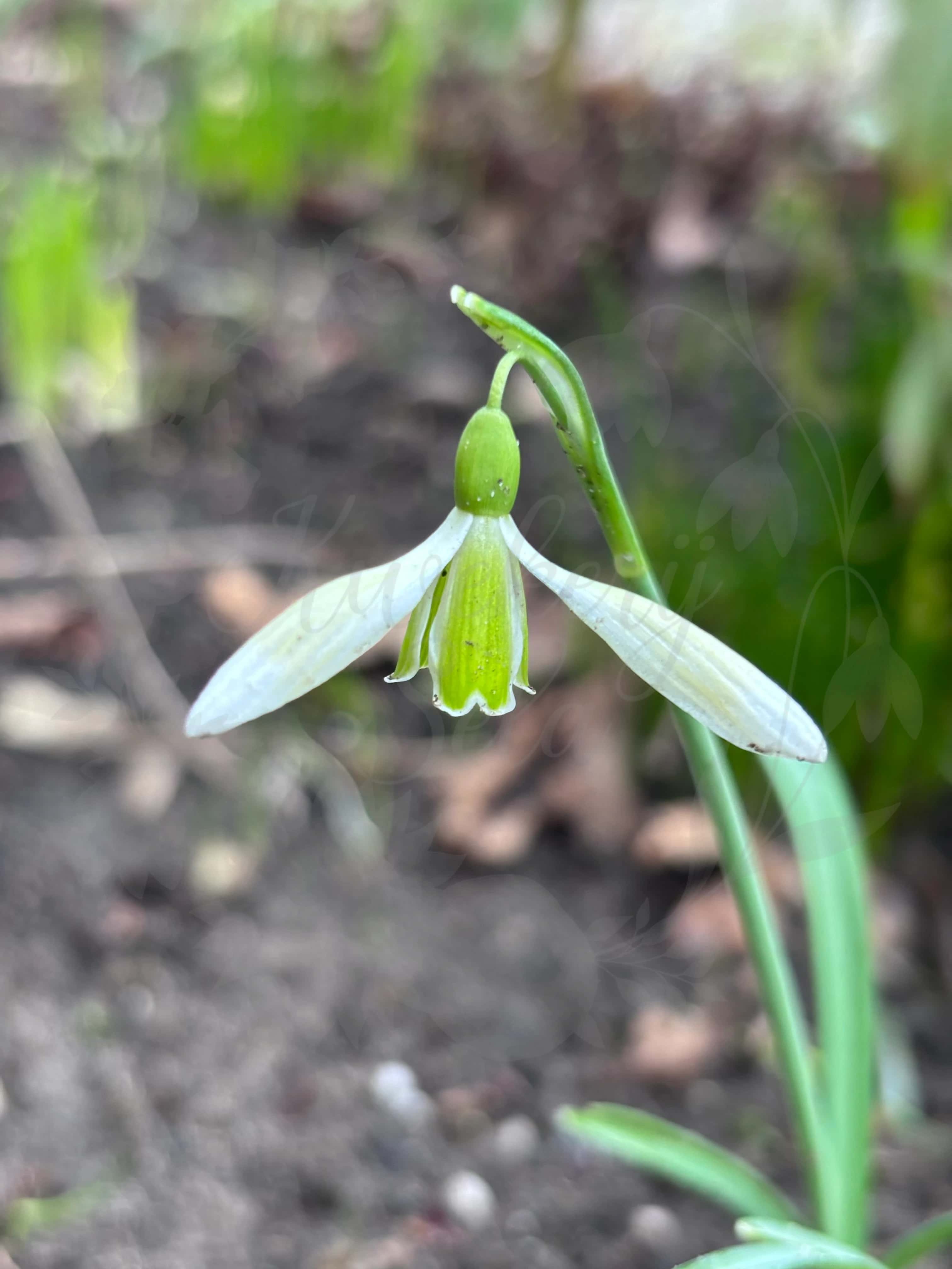 Galanthus "Gruner Mina" 2