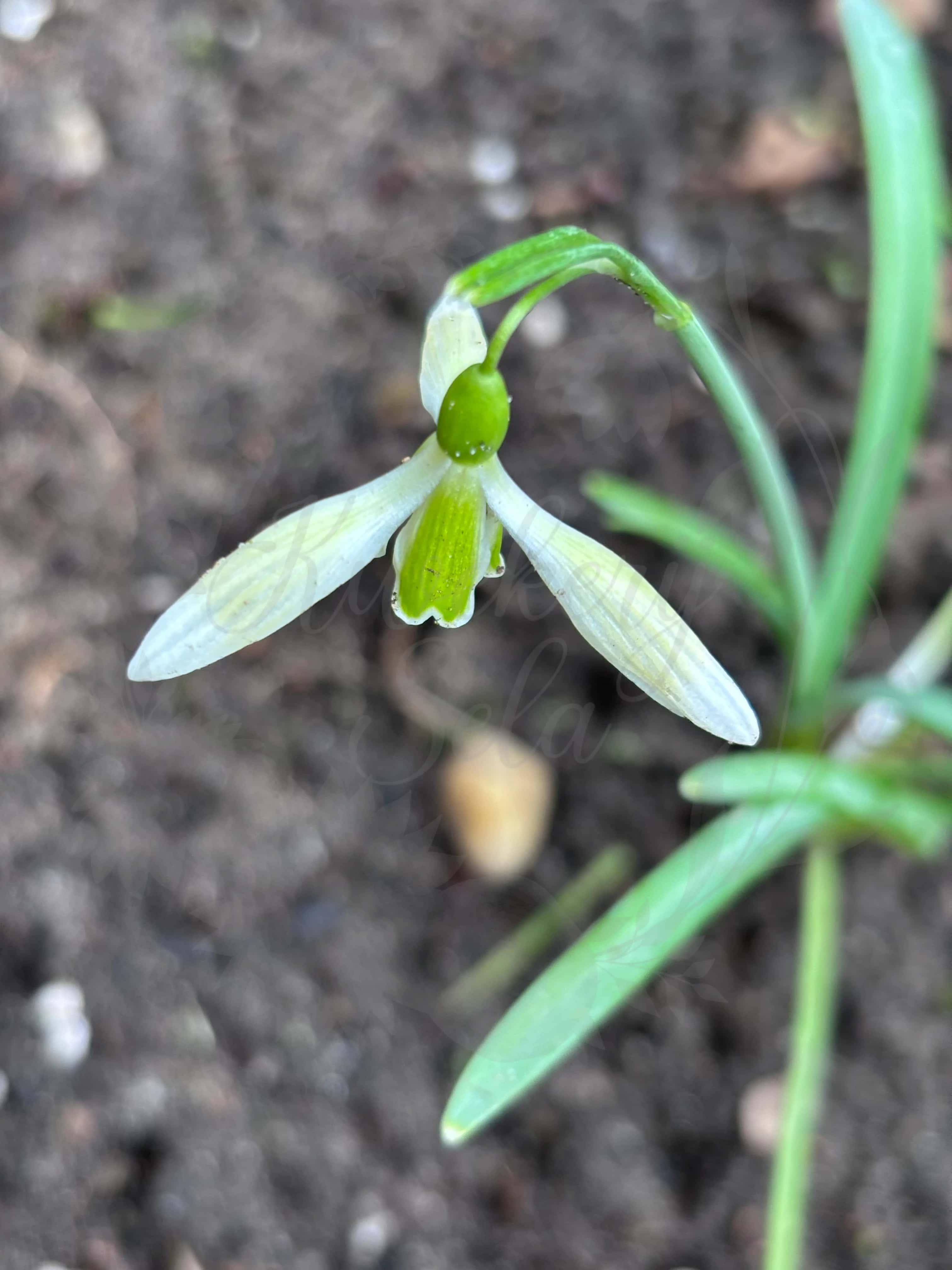 Galanthus "Gruner Mina" 3