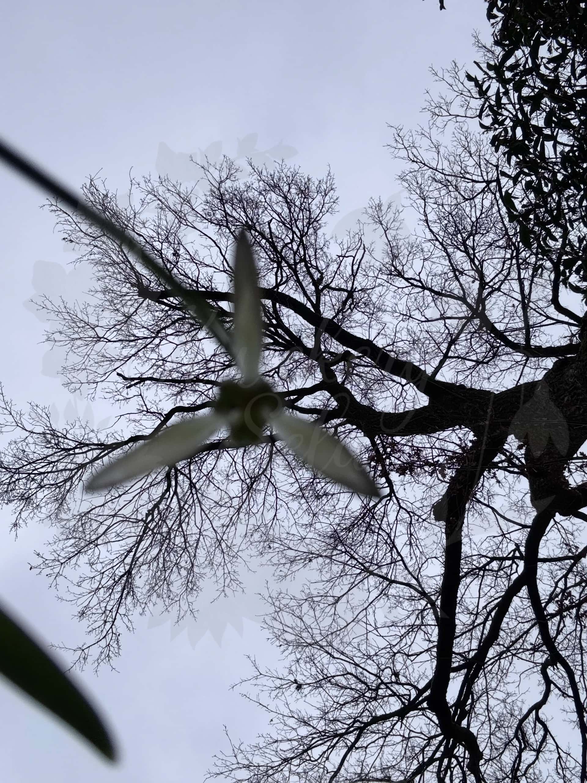 Galanthus "Gruner Mina" 4