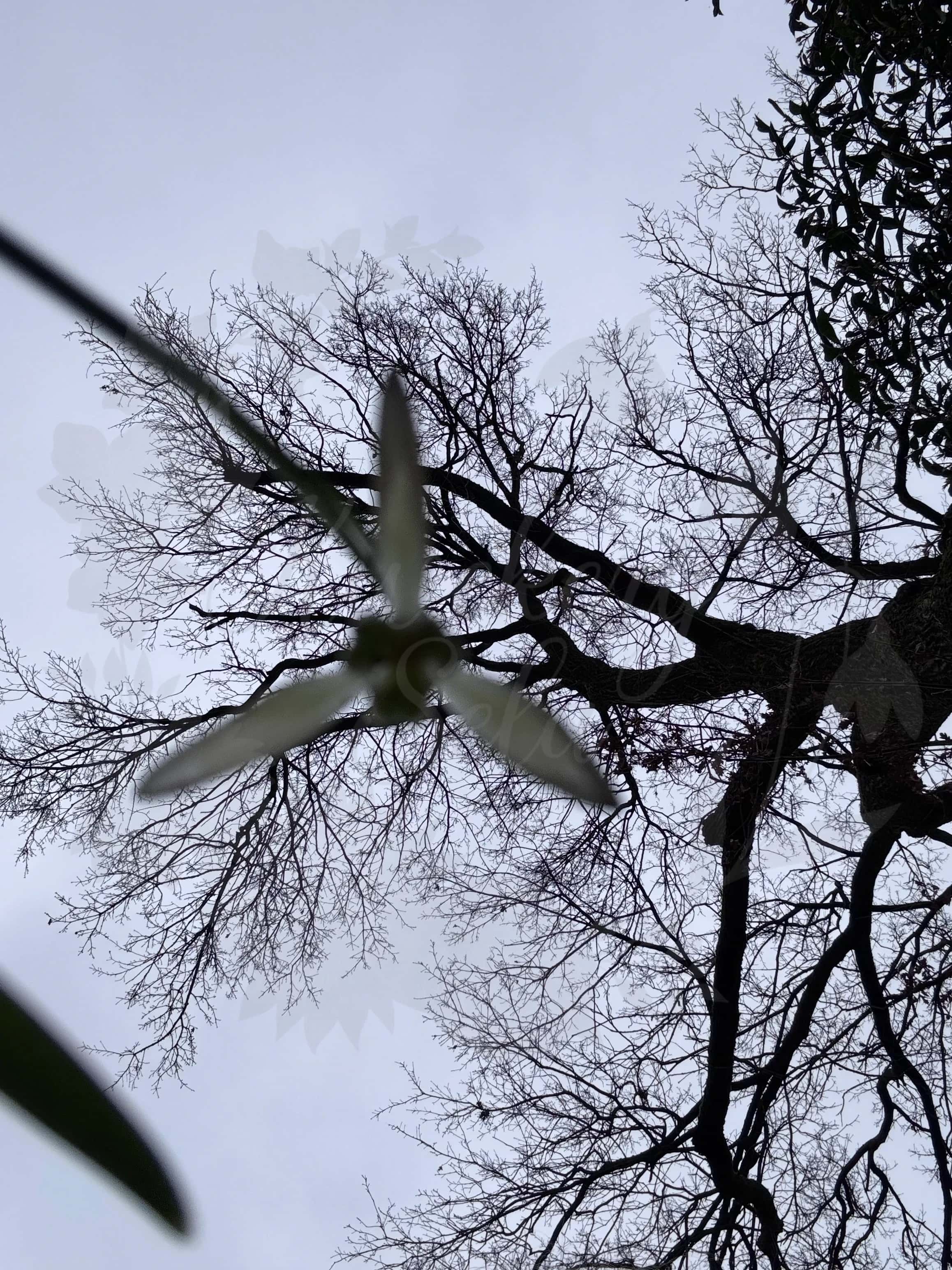 Galanthus "Gruner Mina" 4
