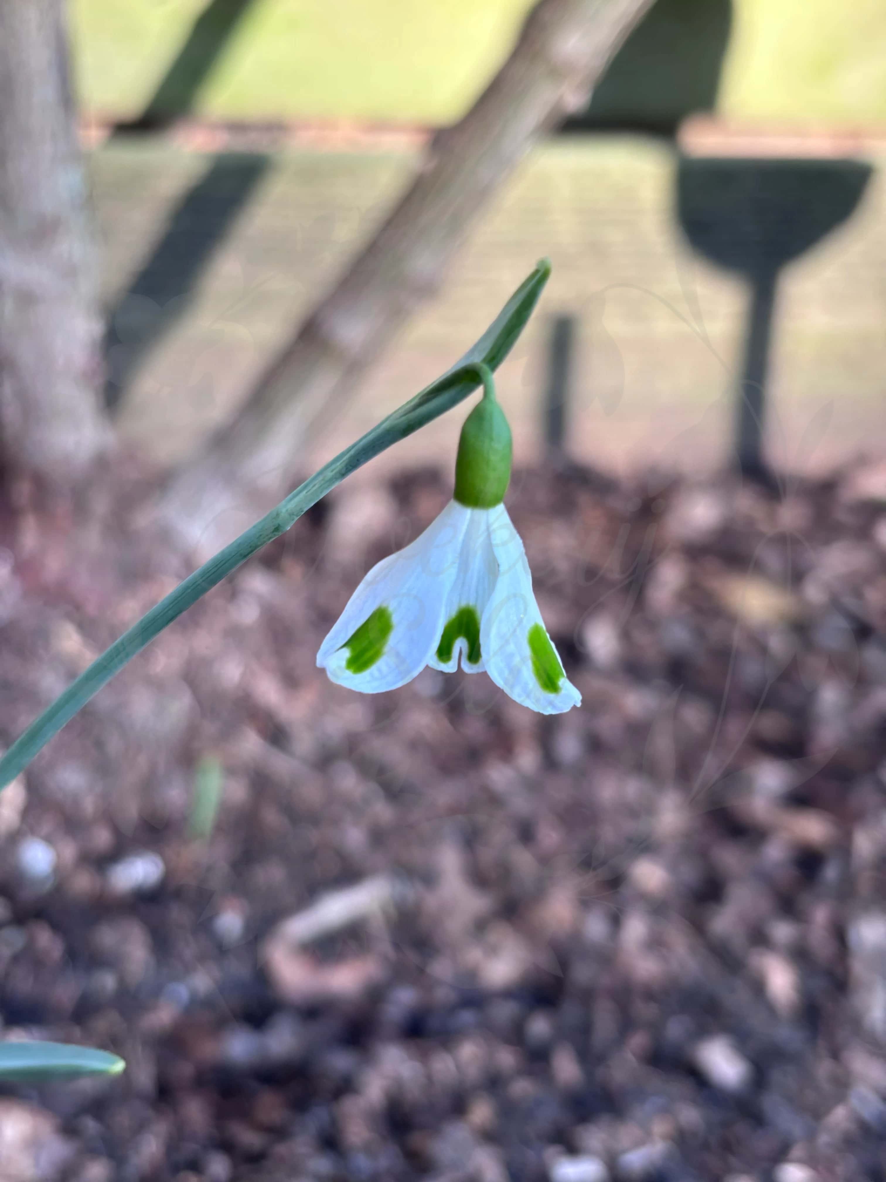 Galanthus "Hologram" 1