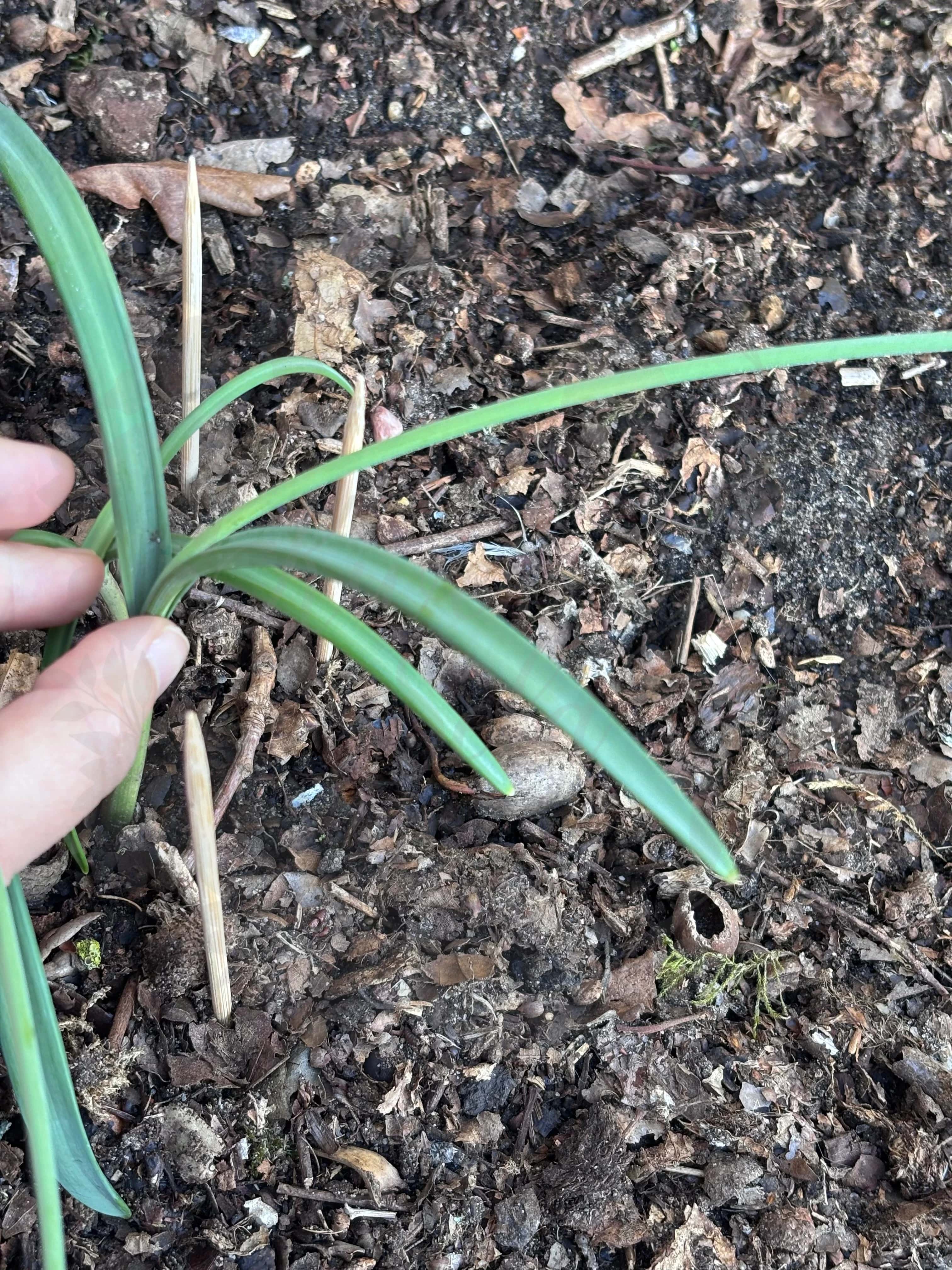 Galanthus "Hologram" 2