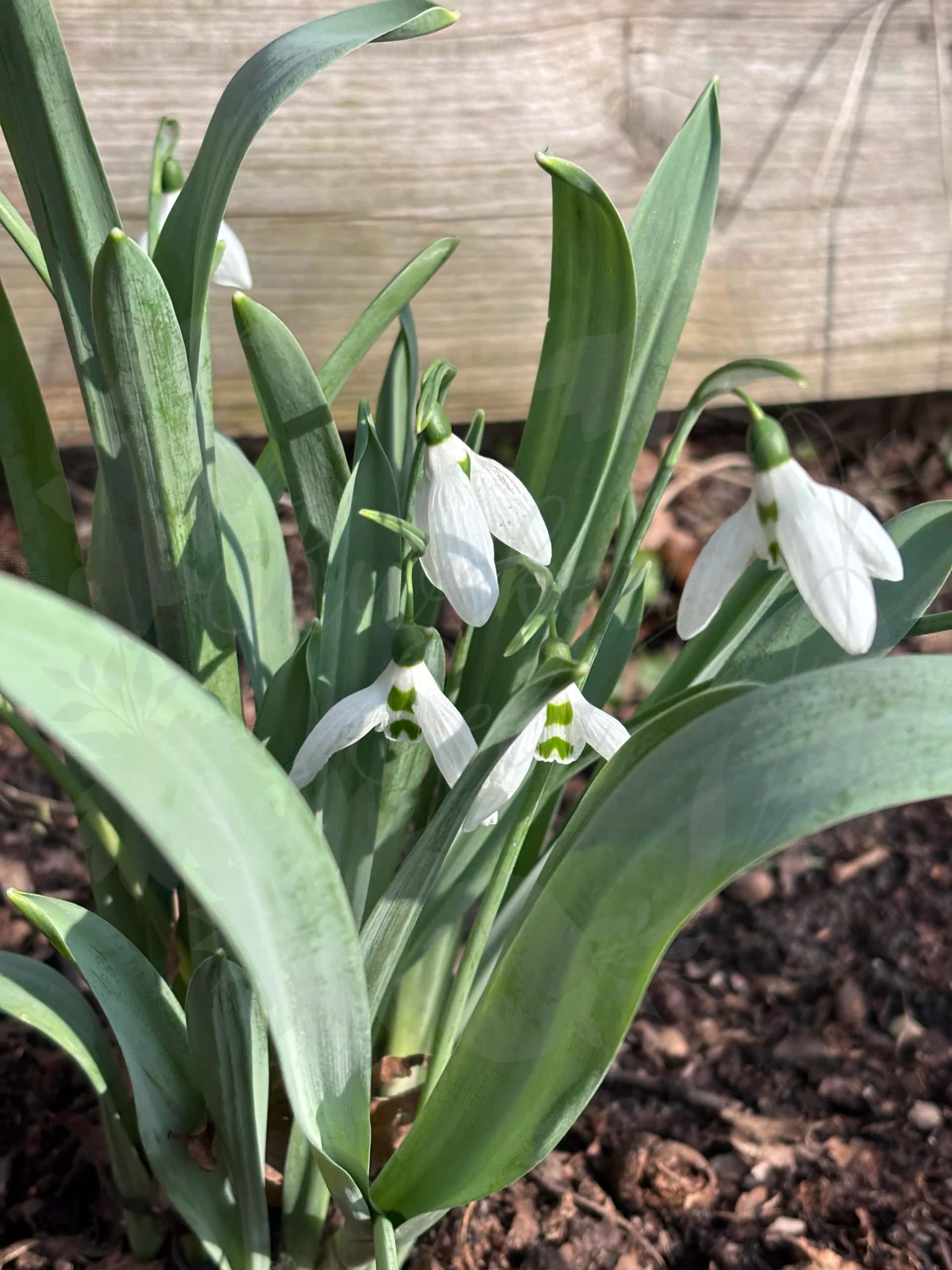 Galanthus "Horup" 2