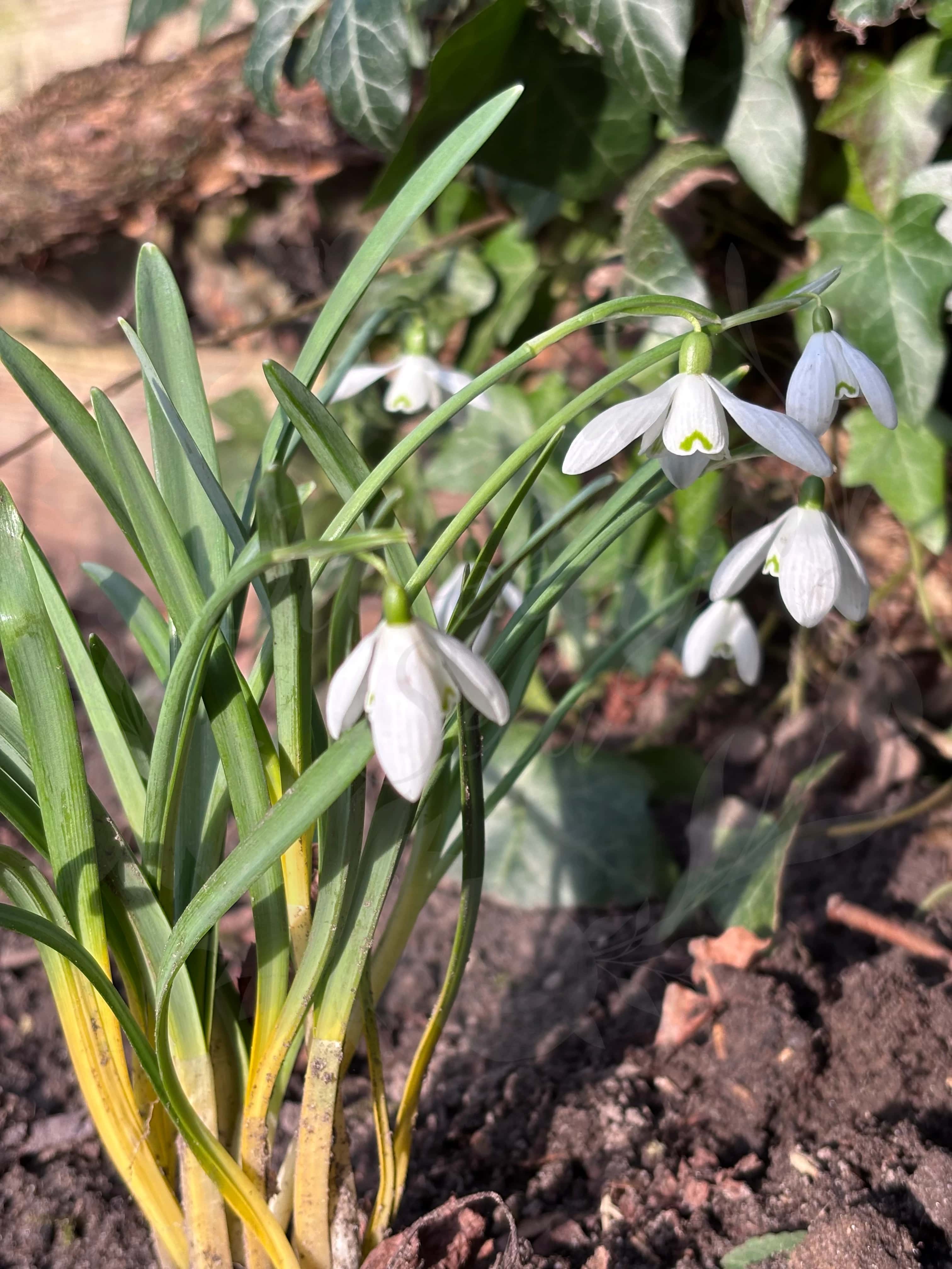 Galanthus "Icicle" 2
