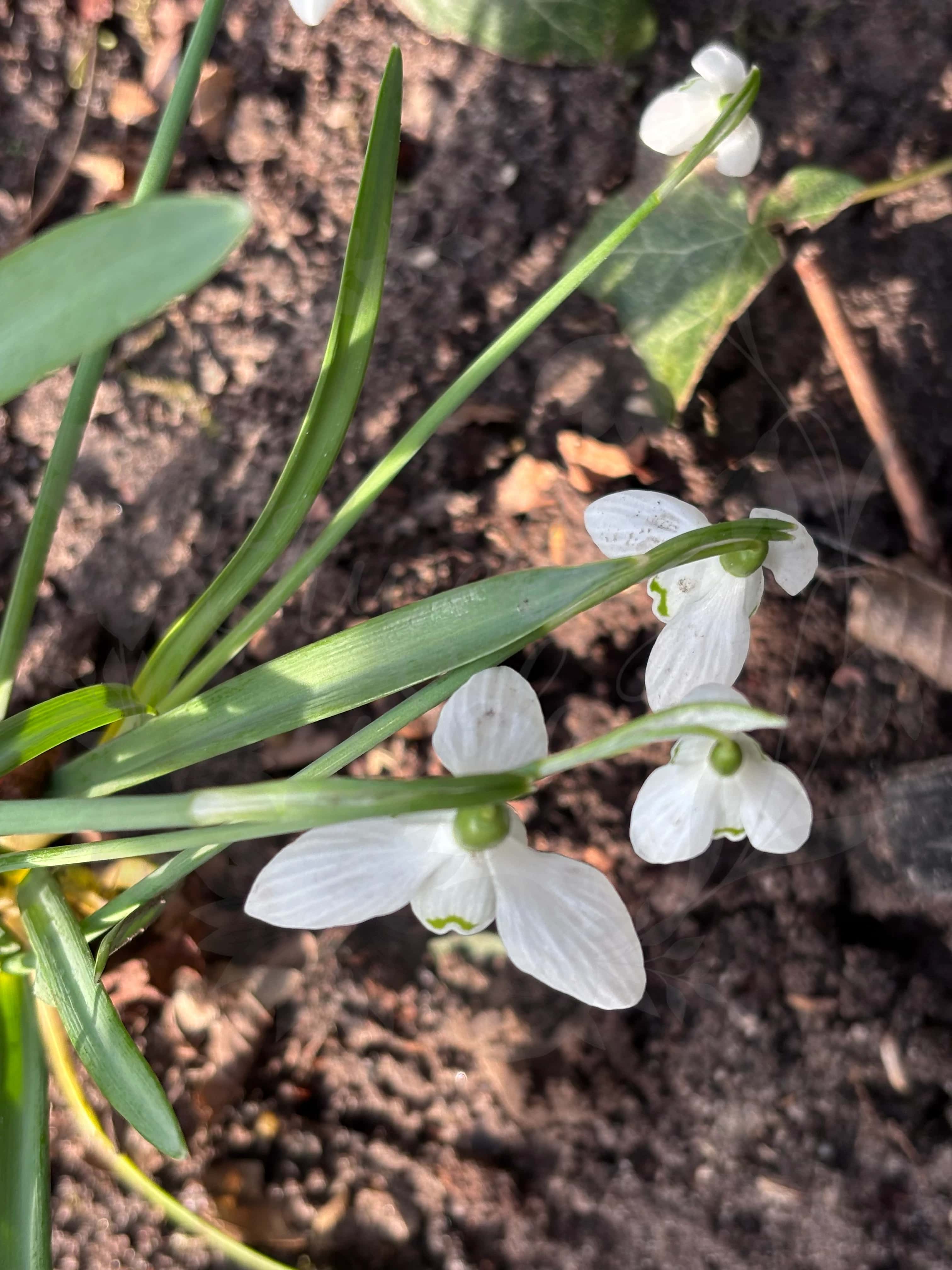 Galanthus "Icicle" 3