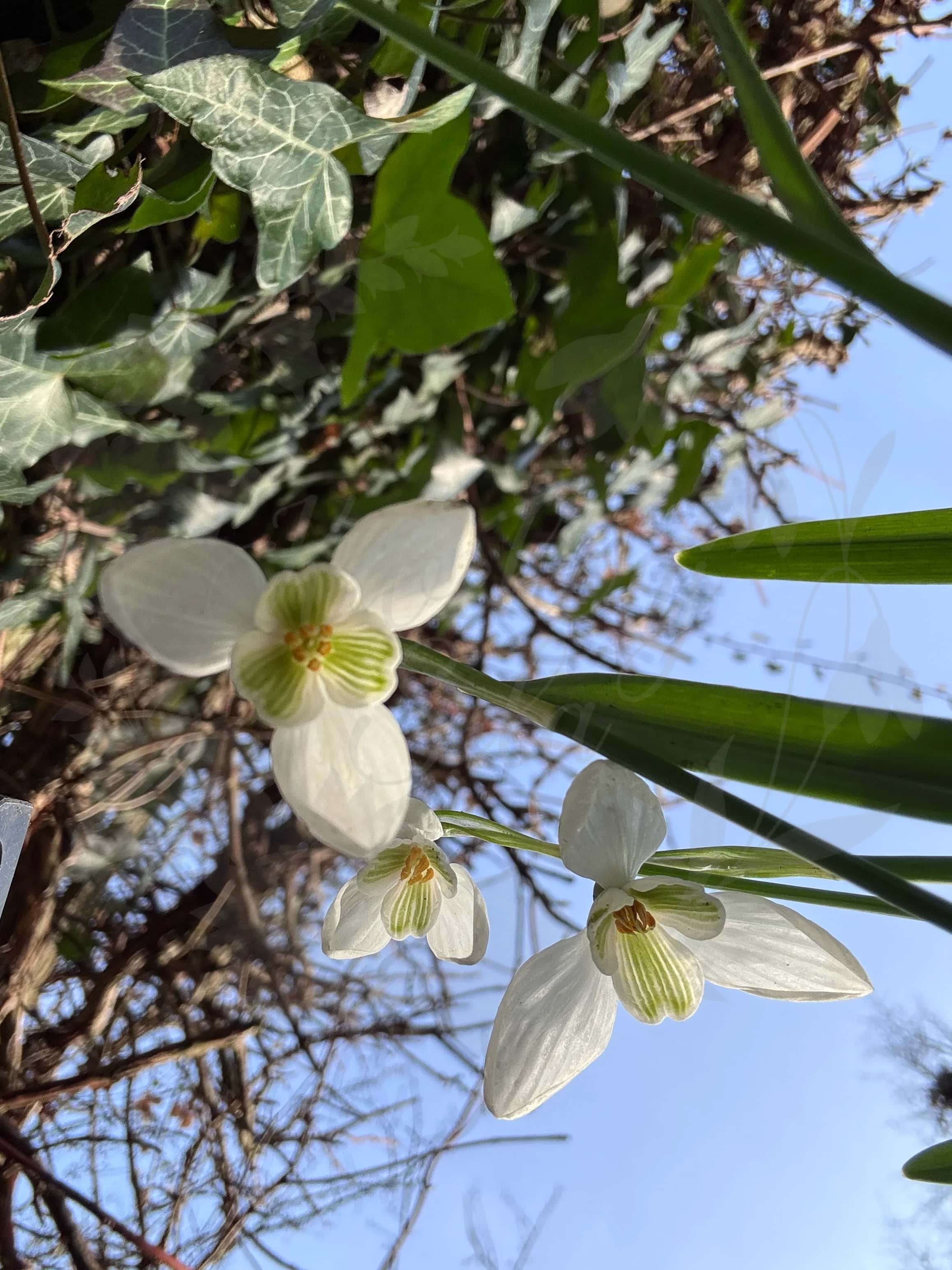 Galanthus "Icicle" 4