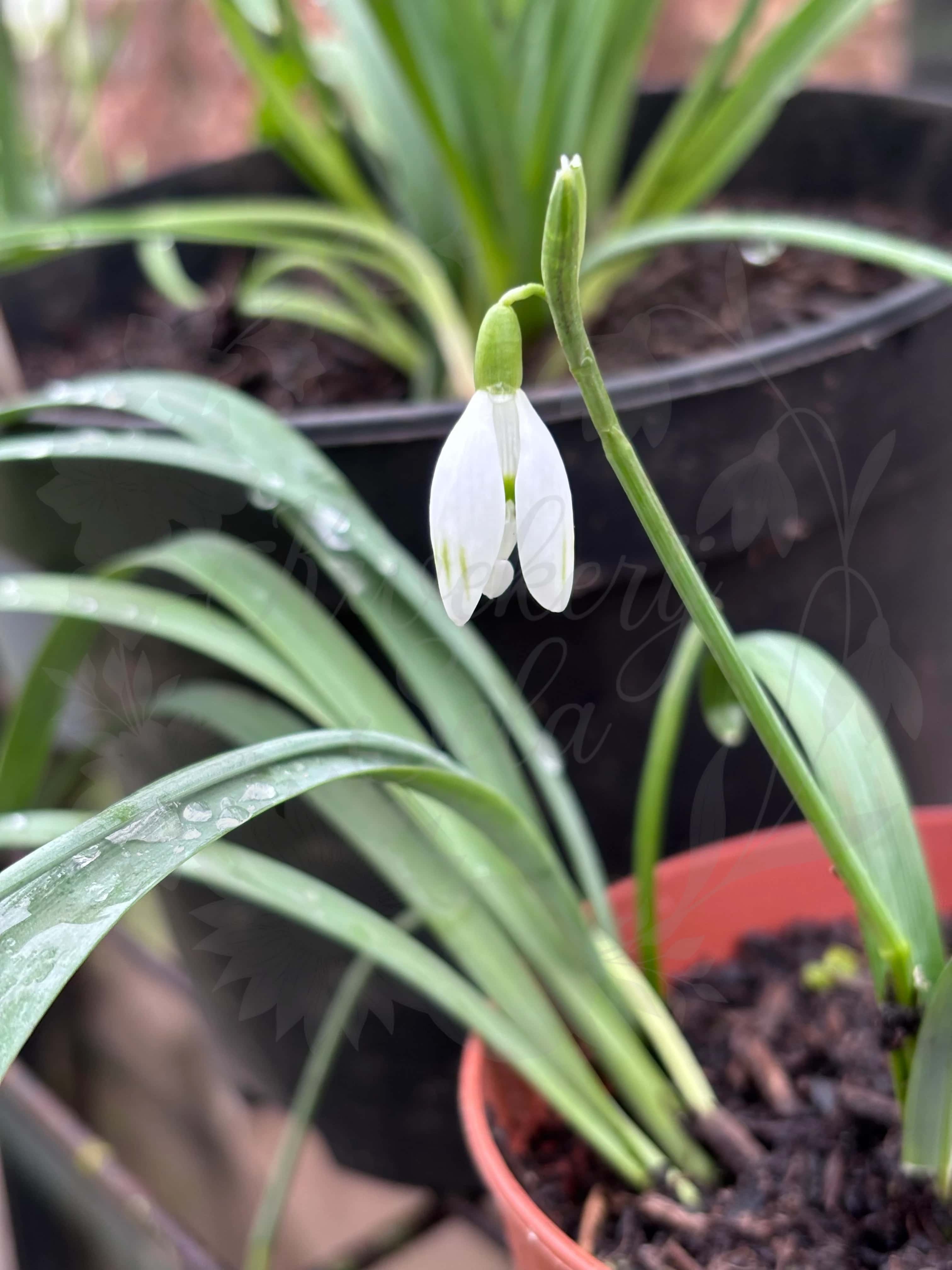 Galanthus "Ivar" 1