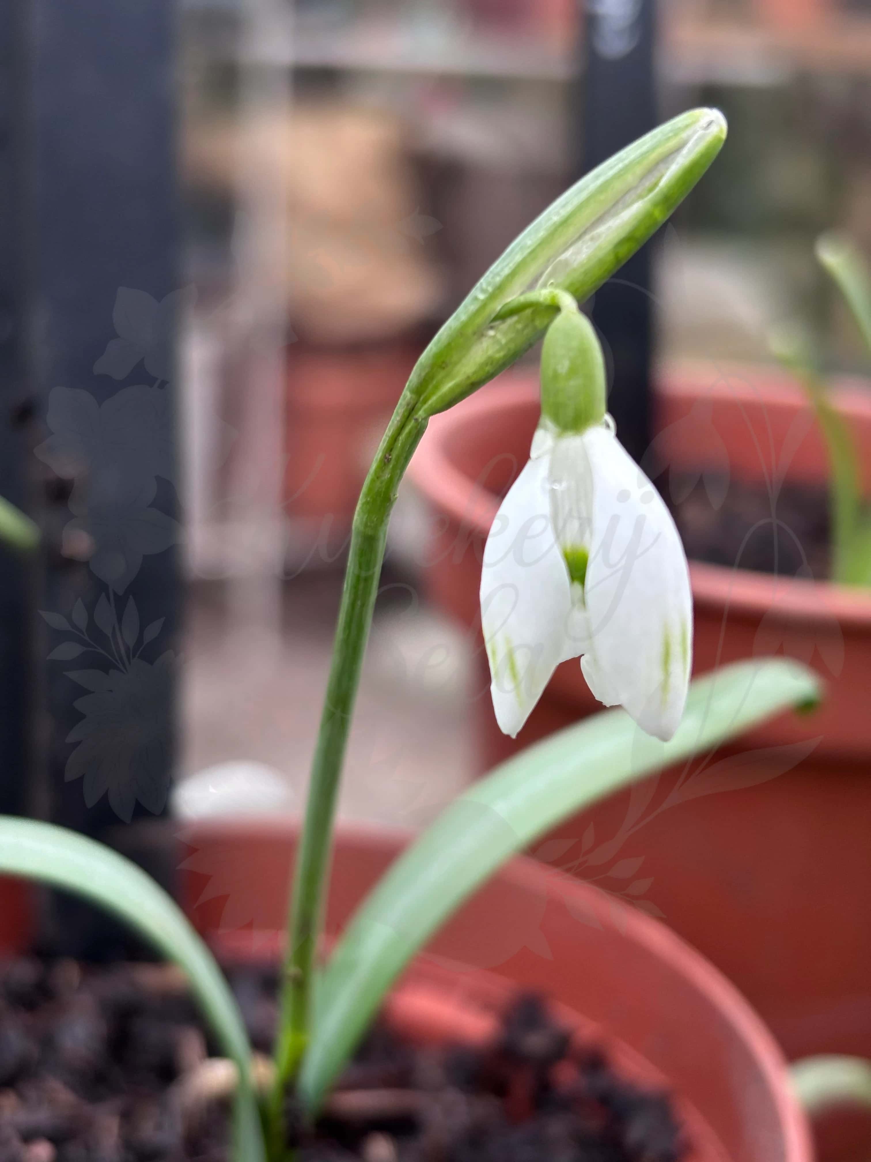 Galanthus "Ivar" 2