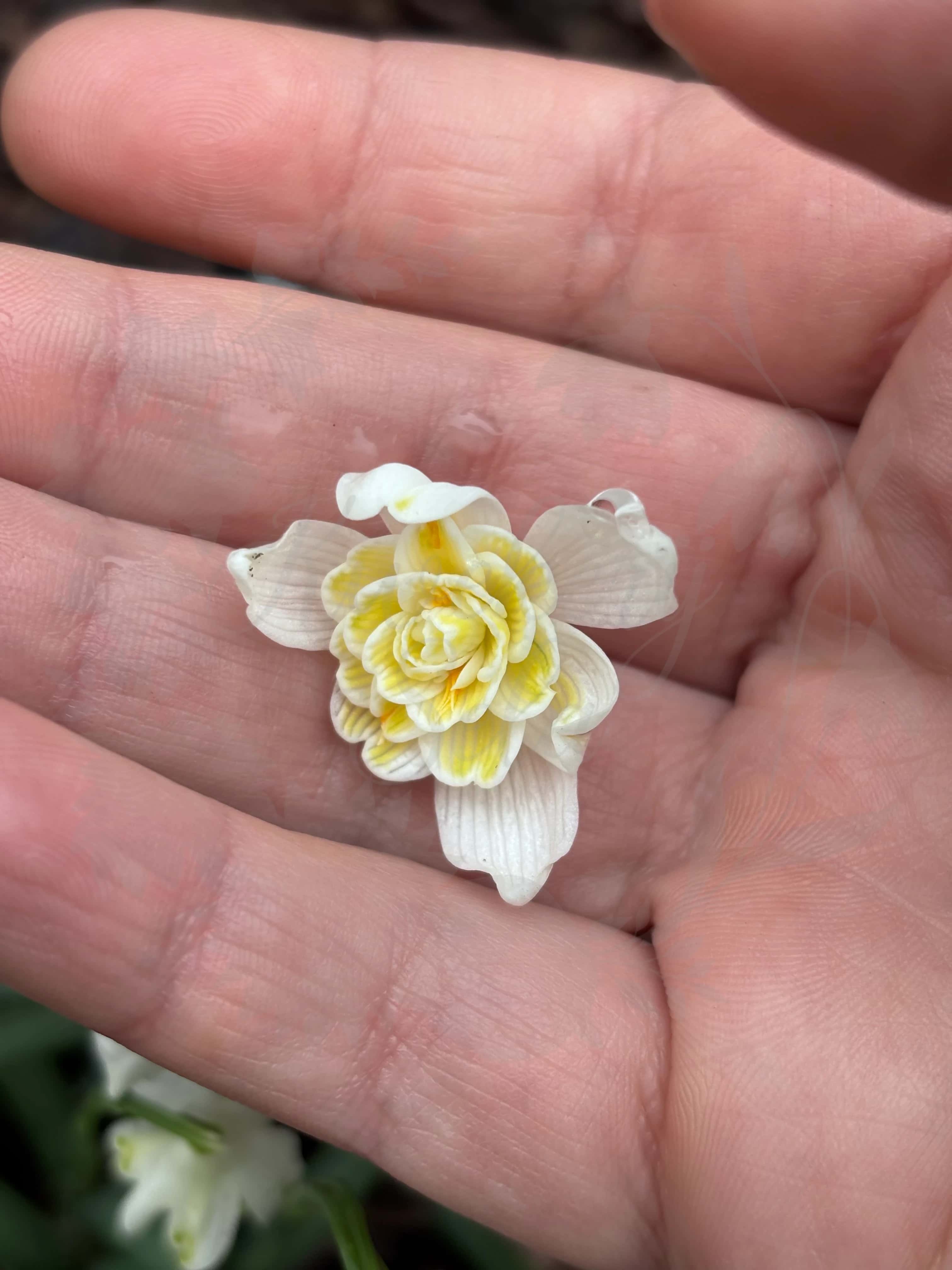 Galanthus "Lady Elphinstone" 6