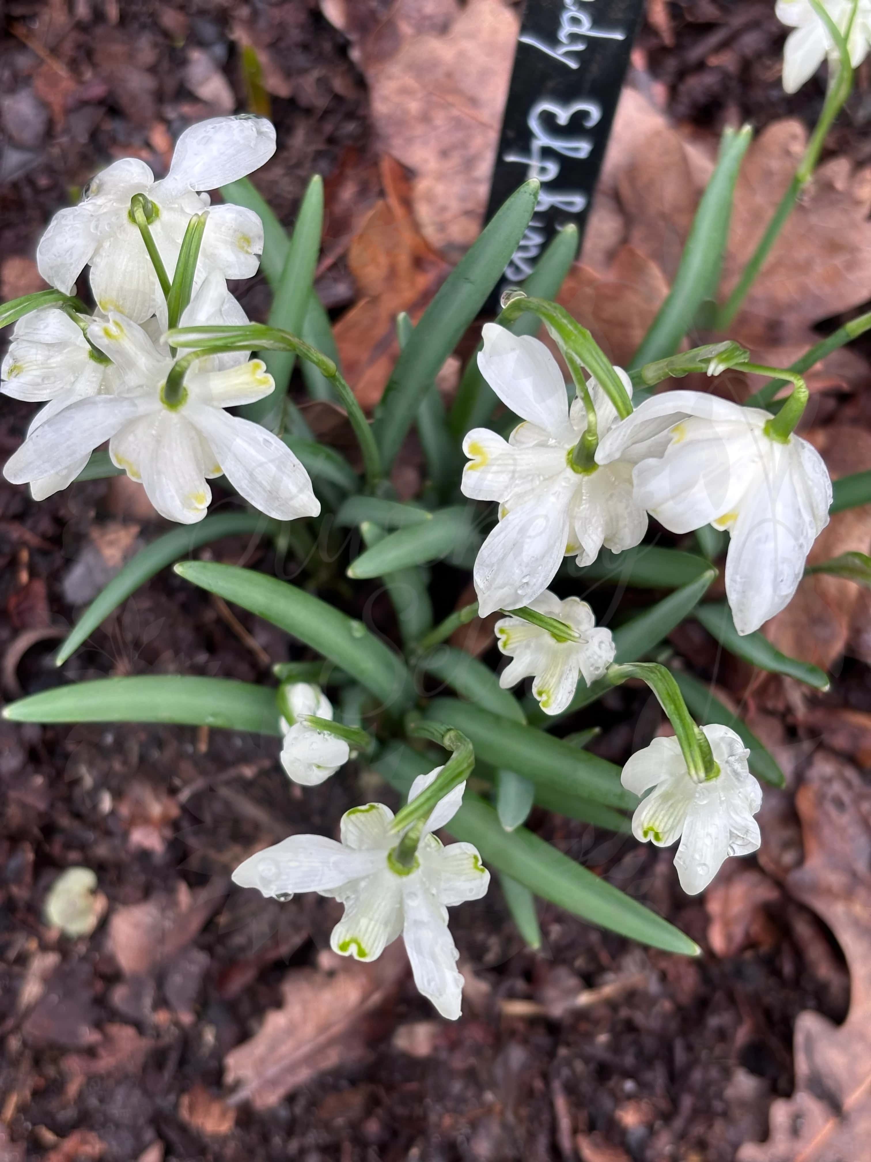 Galanthus "Lady Elphinstone" 7