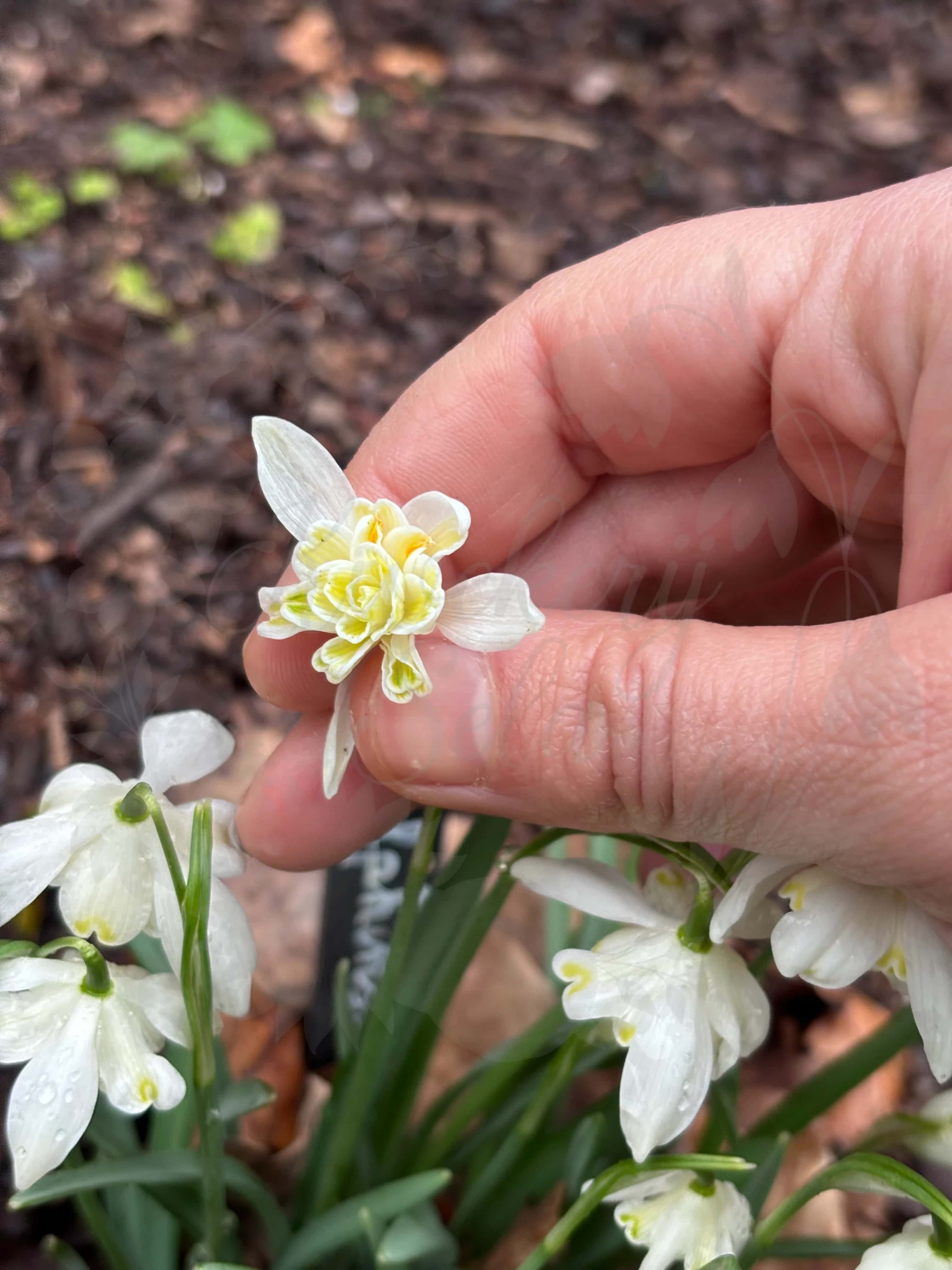 Galanthus "Lady Elphinstone" 8