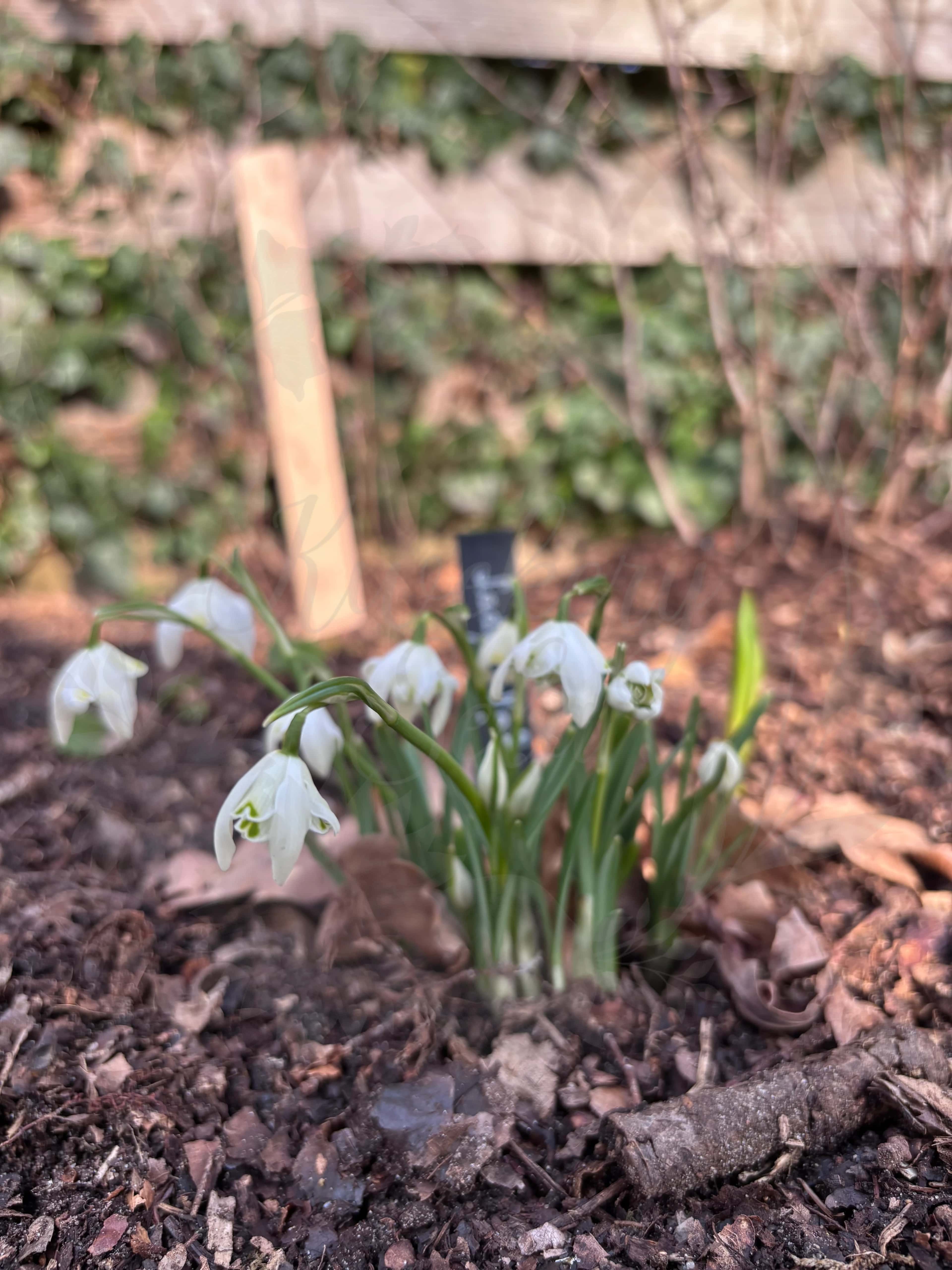 Galanthus "Lady Elphinstone" 3