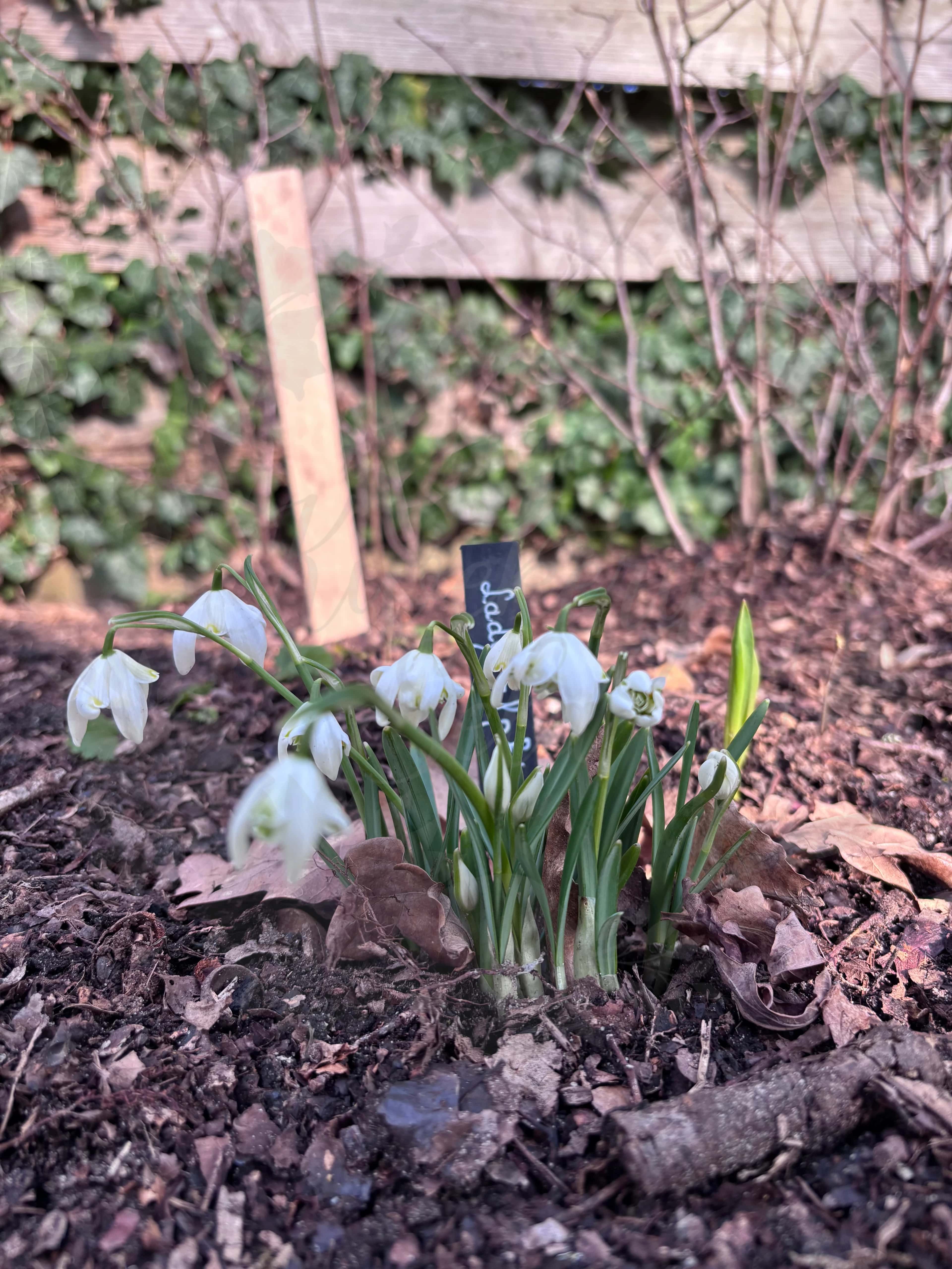 Galanthus "Lady Elphinstone" 2